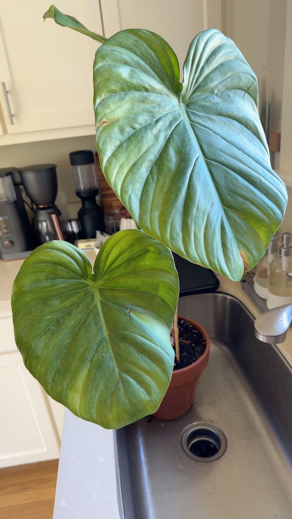 A very very large plant (philodendron?) with heart shaped leaves maybe a foot long. Pale green and cold en in color.