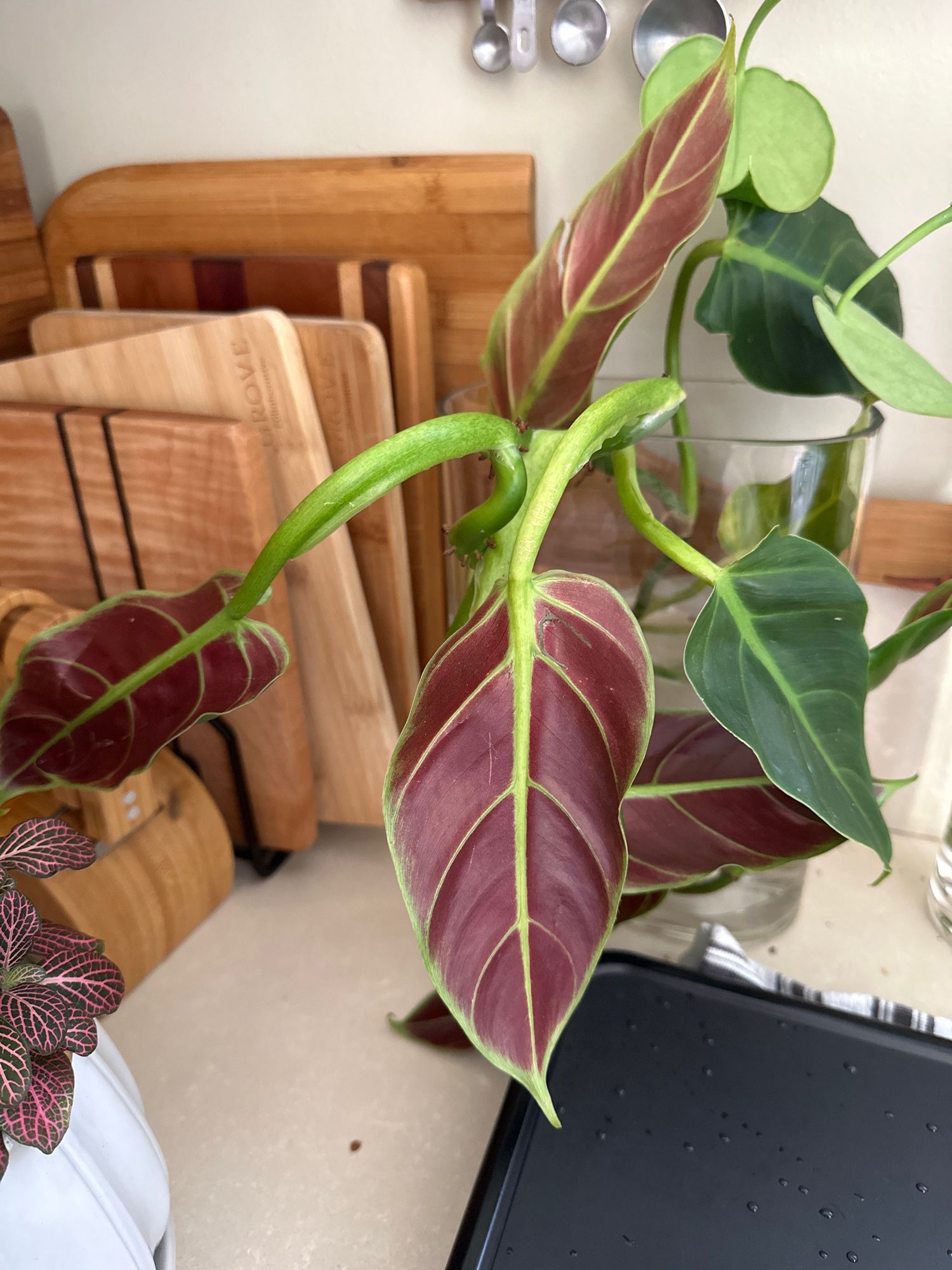 An incredible vining plant with thick stems and deep green leaves that are brilliant maroon on the undersides 