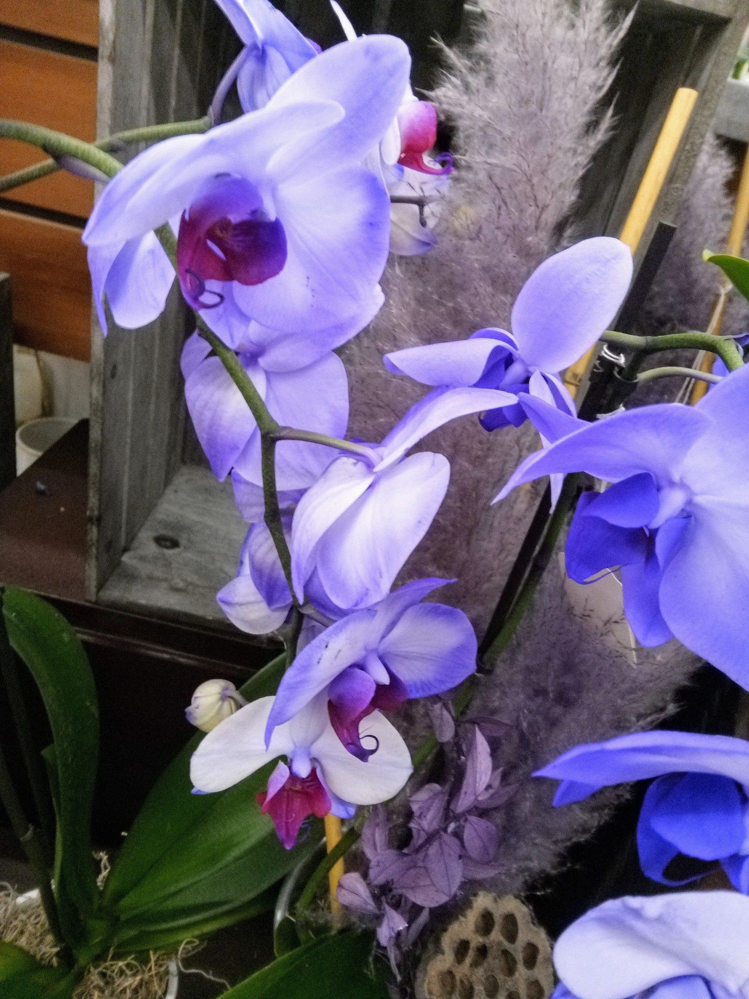 Purple orchids.