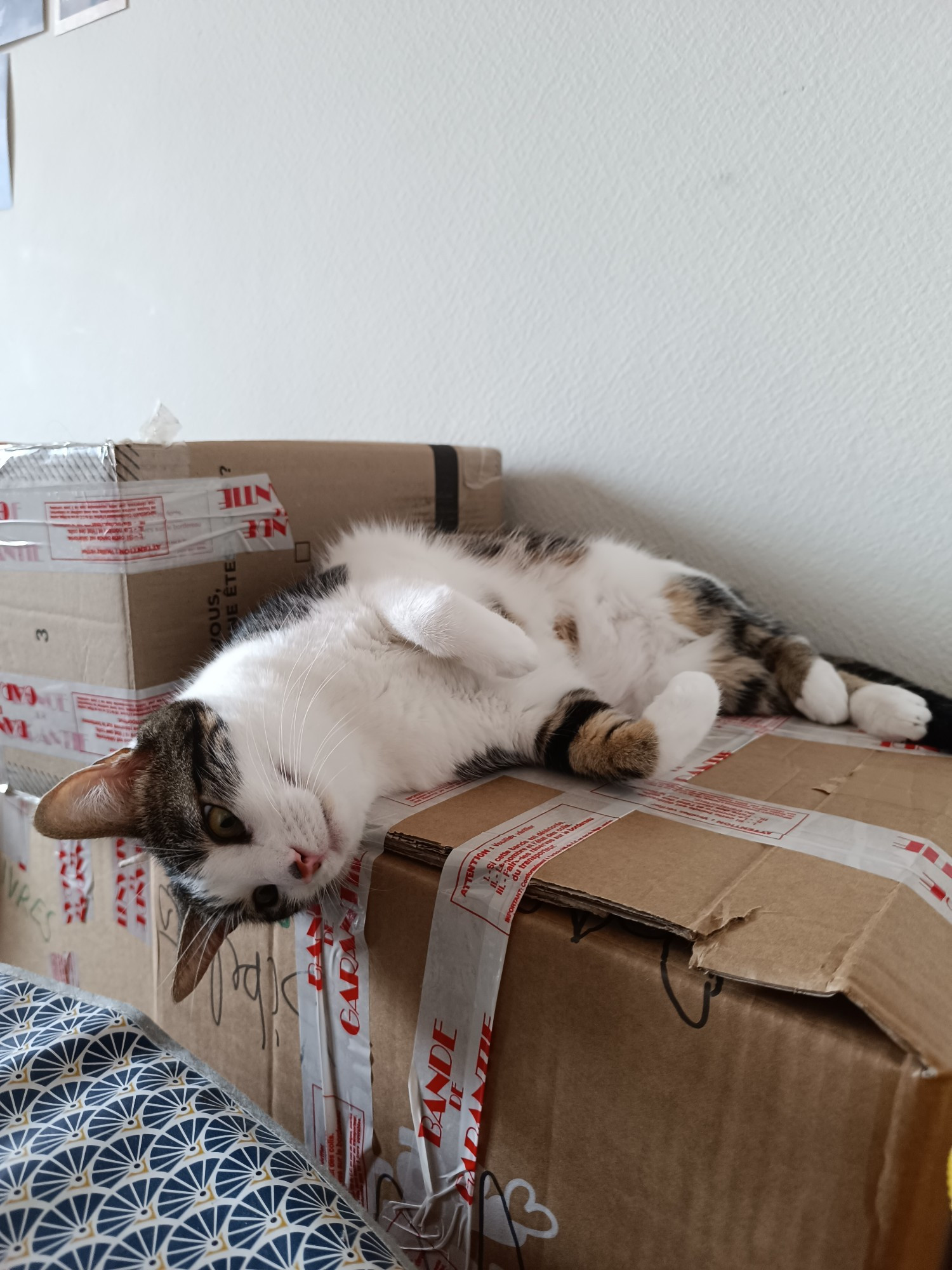 Chatte allongée sur un carton, très mignonne.