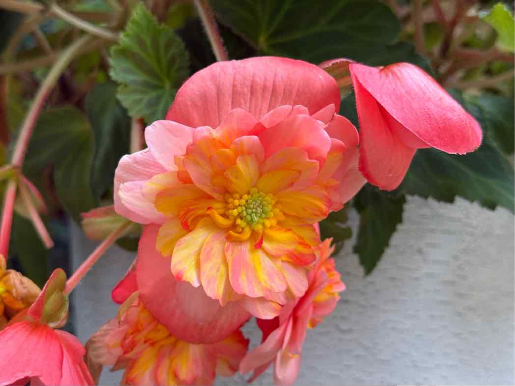 A cluster of vibrant pink and peach begonia flowers, featuring layered petals and a green center, set against a blurred green background with foliage.