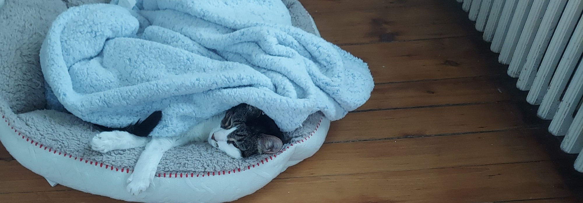 Cat sleeping under a blanket next to a radiator. Only her head and front feet are poking out. She looks content and warm