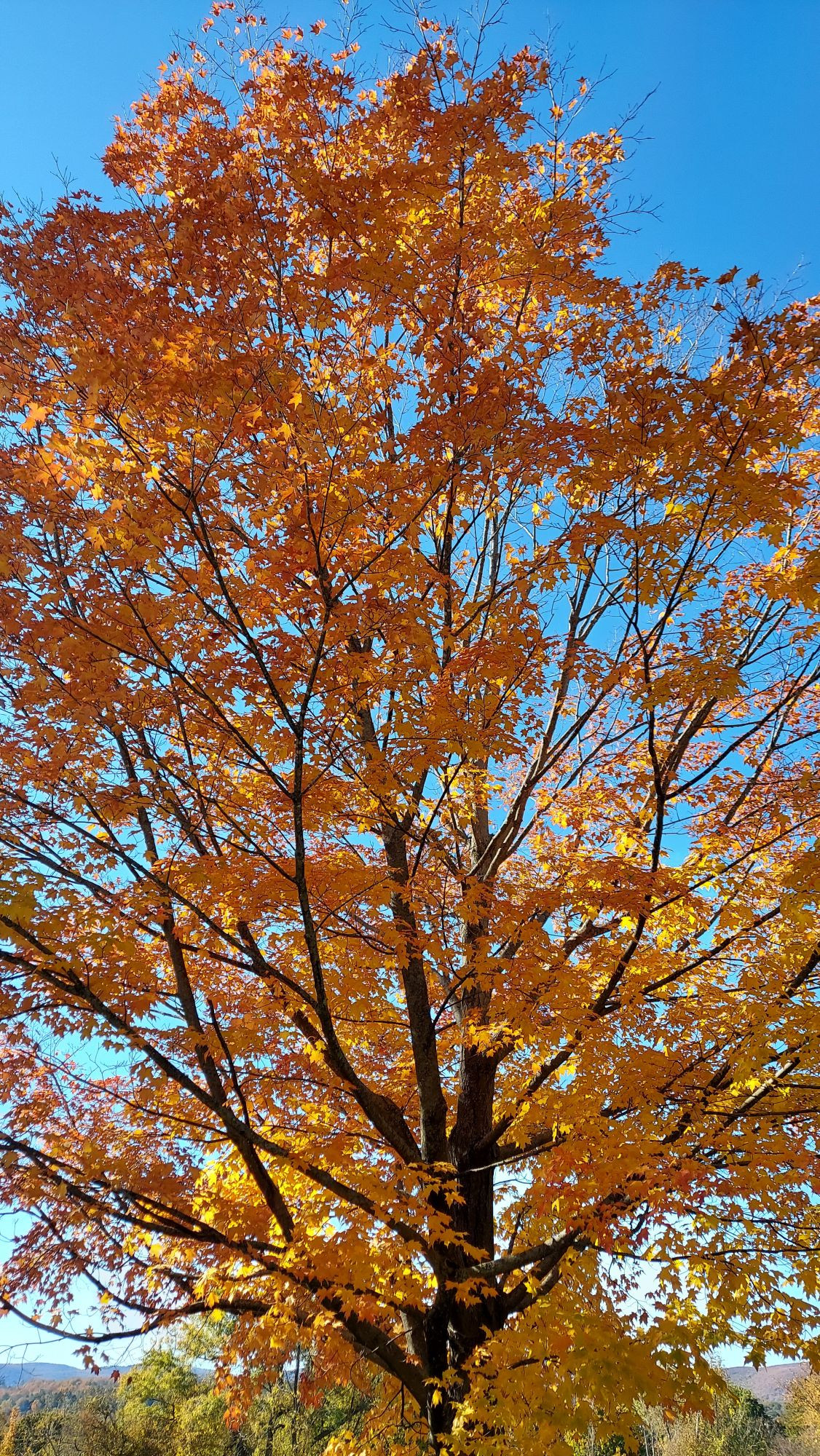 A tall maple tree with orange and yellow leaves against a clear blue sky