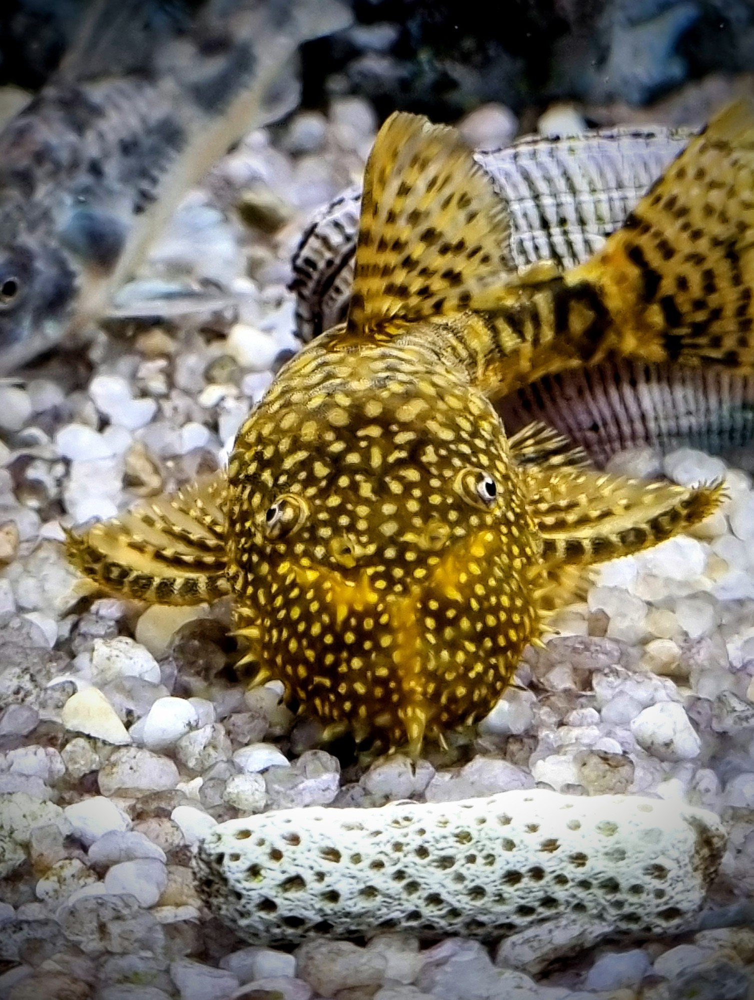 Pleco fish