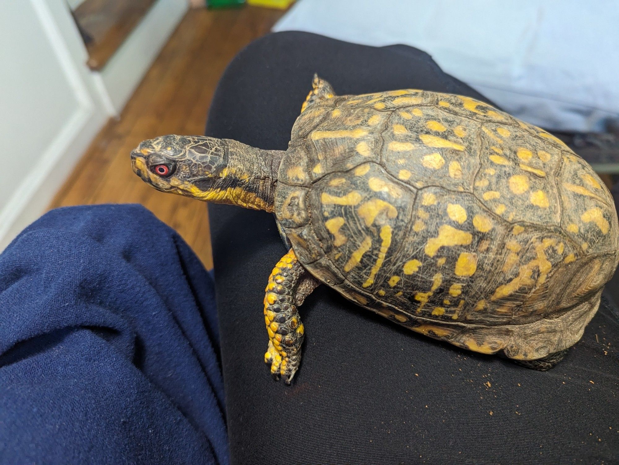 A small orange and brown turtle sitting on a woman's leg