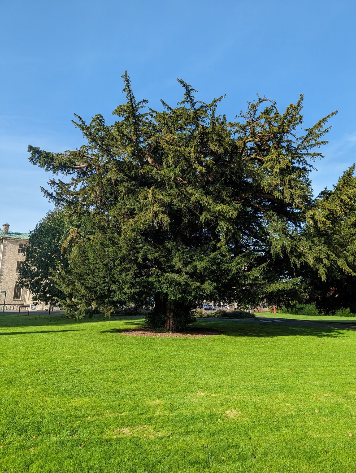 silken thomas yew tree