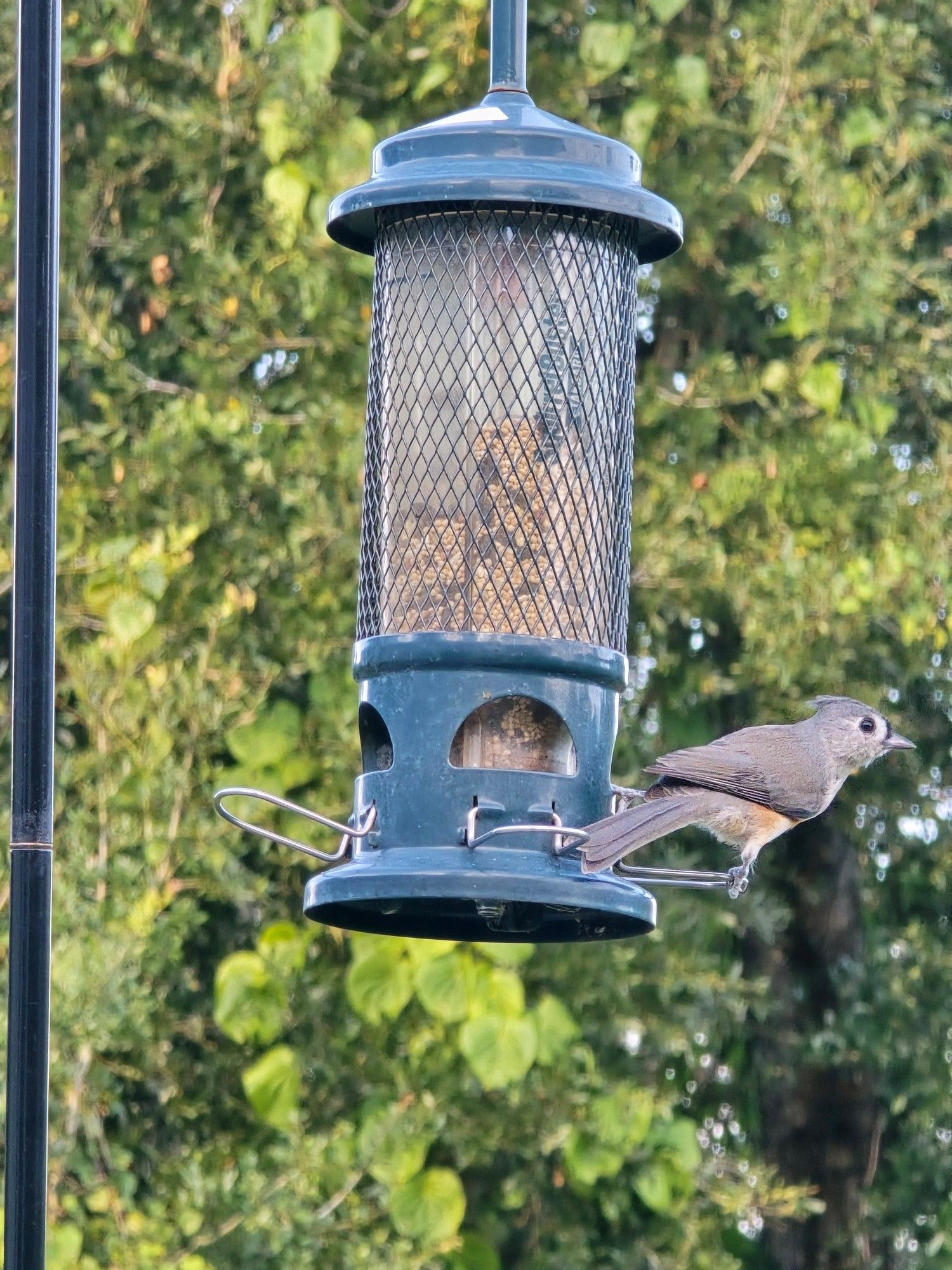 Tufted Titmouse on a bird feeder hanging off the side