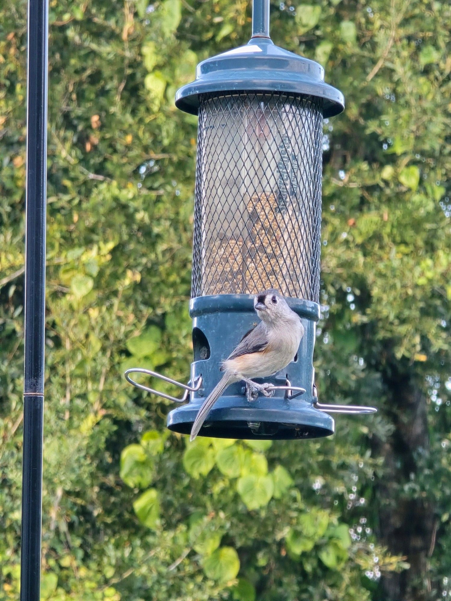 Tufted Titmouse on a bird feeder in the front