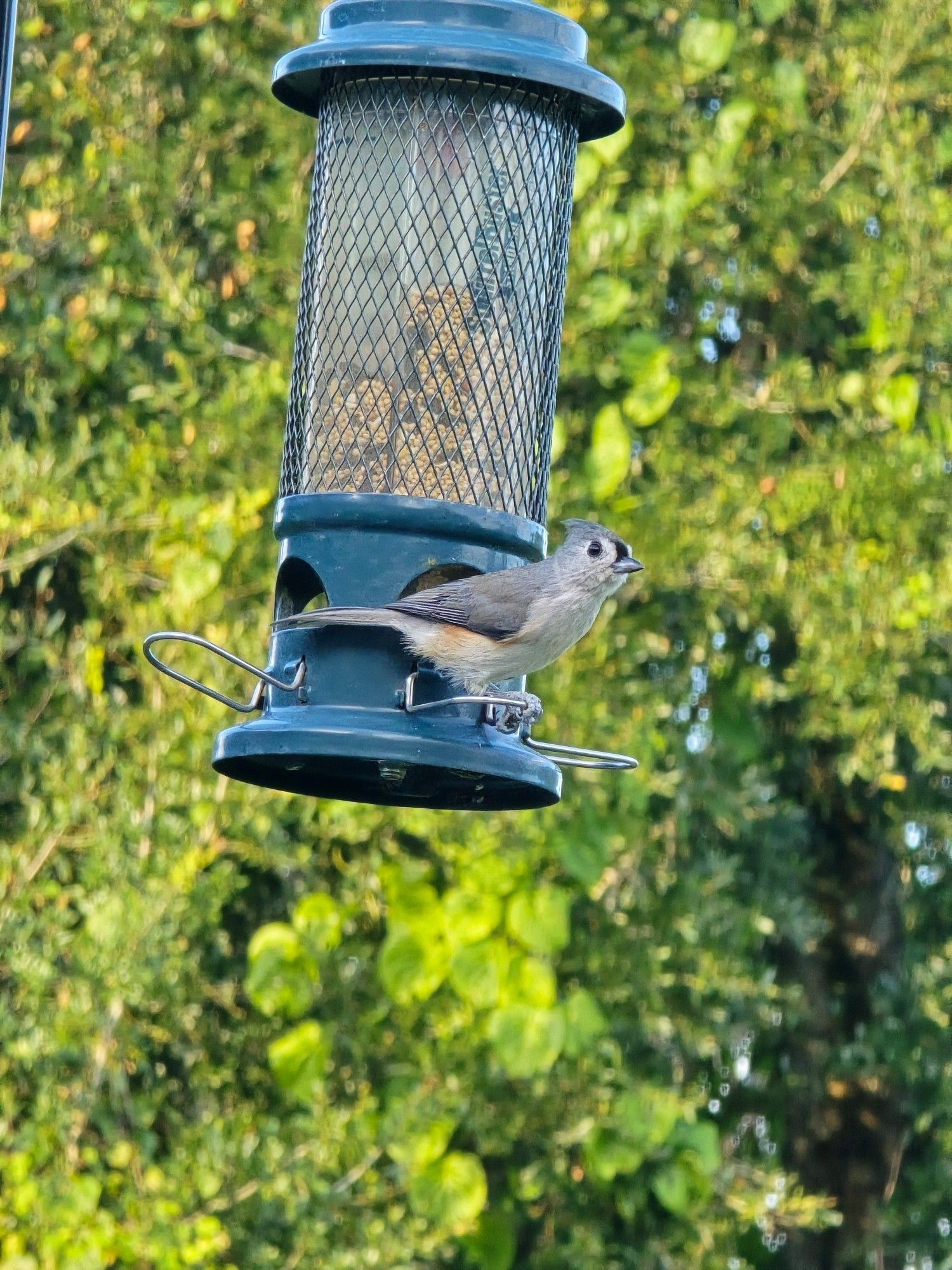 Tufted Titmouse on a bird feeder in the front.