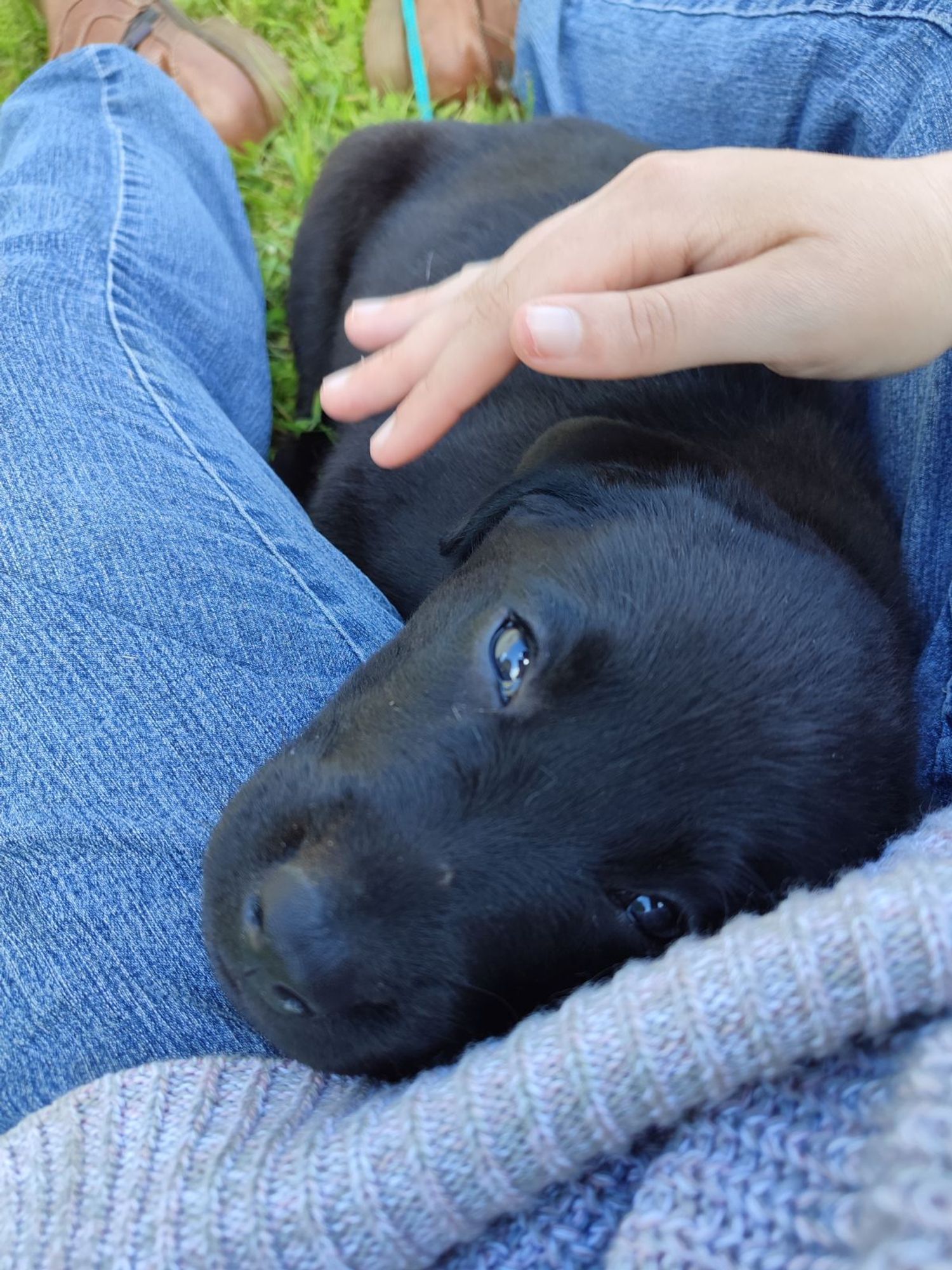 Bébé labrador noir de 2 mois