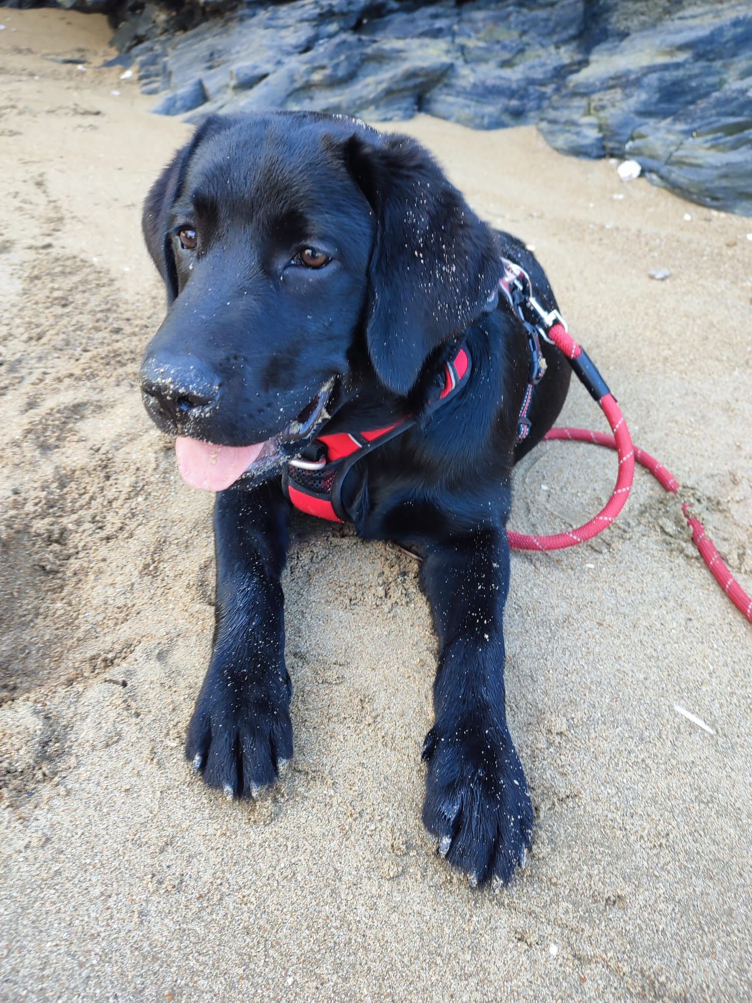 Labrador noir nommé Véda à la plage