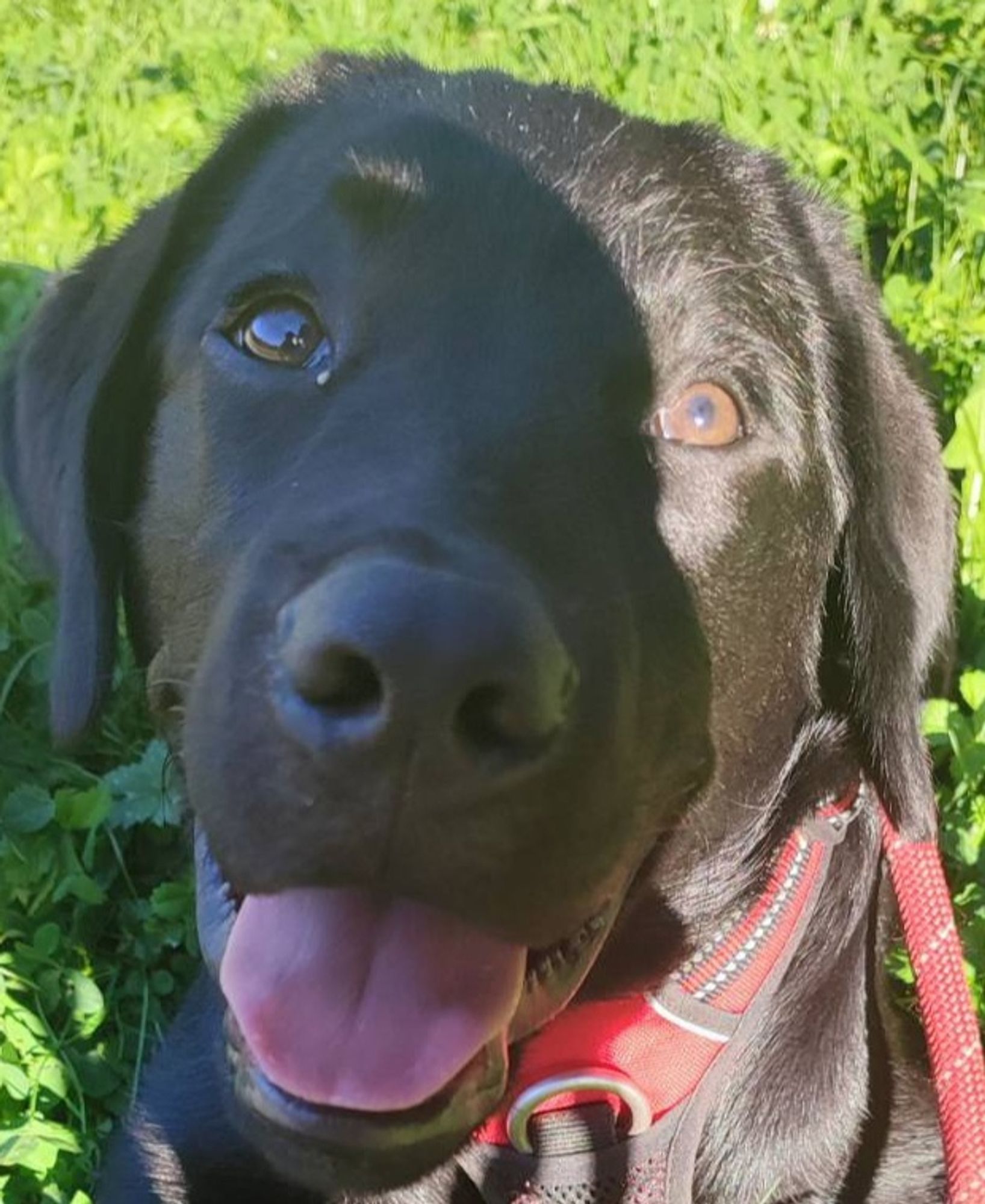 Tête de mon chien labrador noir