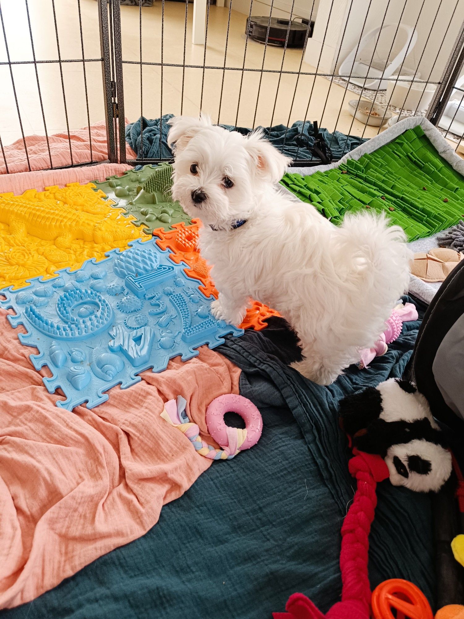 Chiot bichon maltais