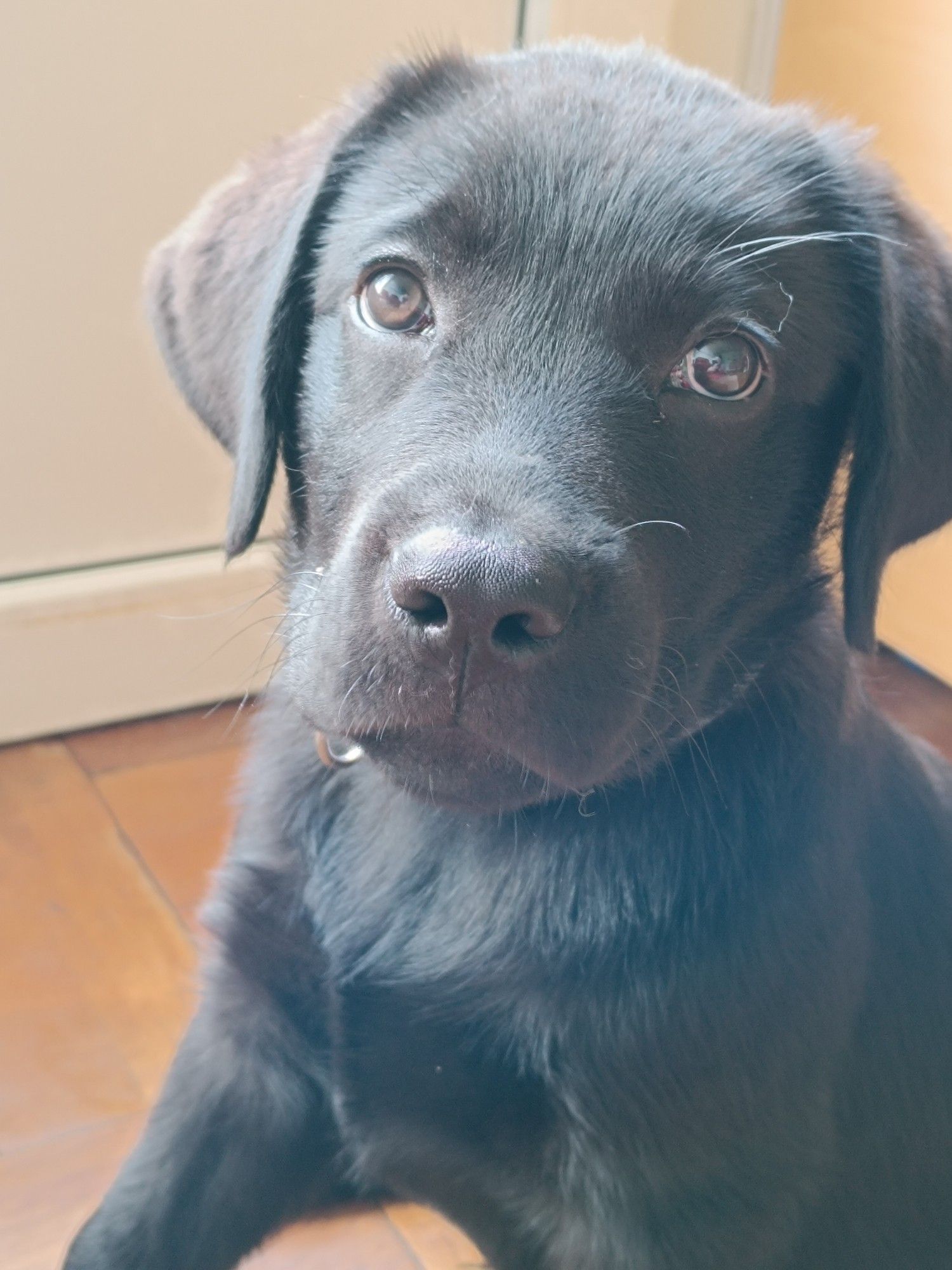 Un regard de labrador craquant