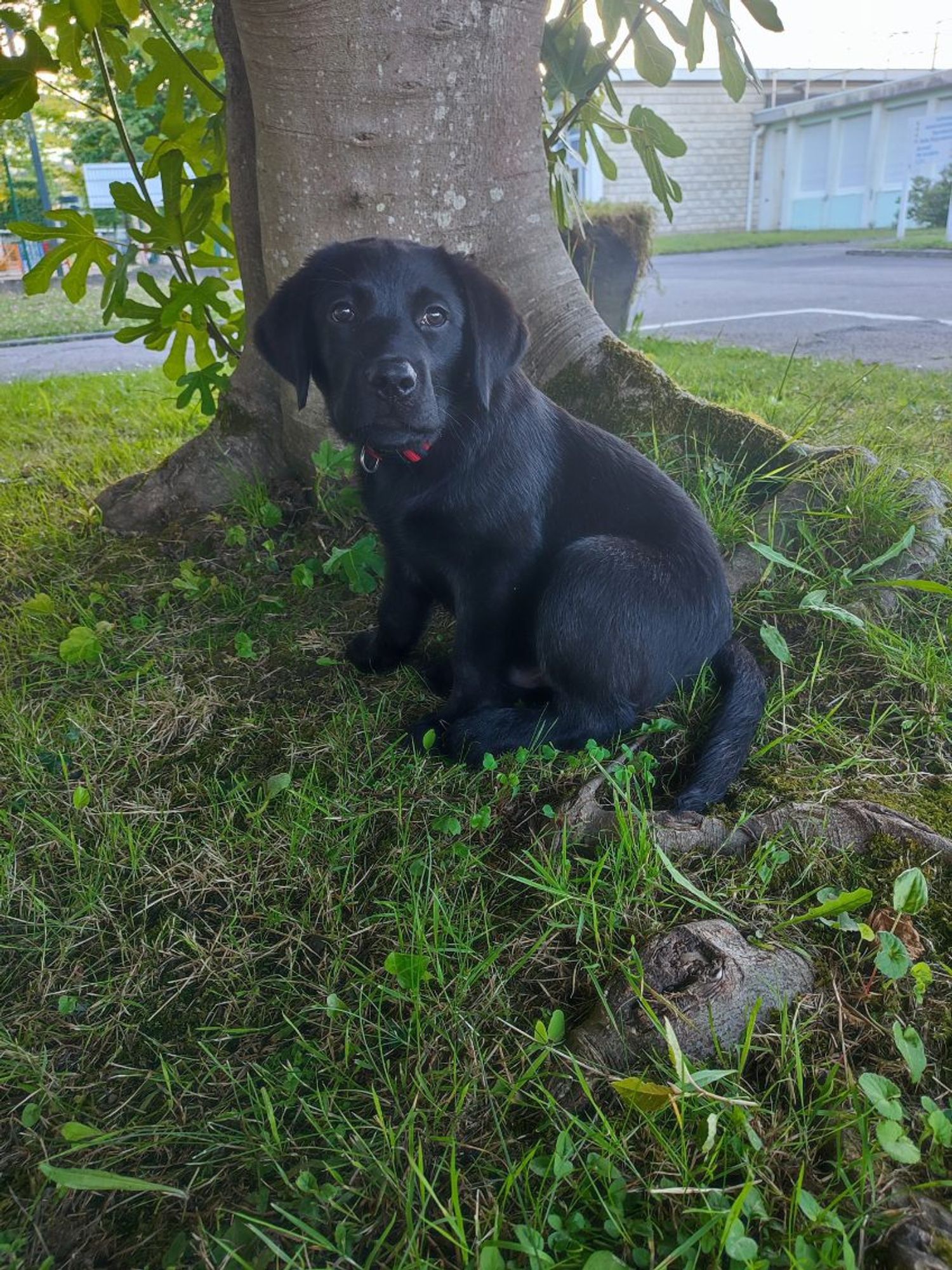 Chiot labrador noir. Photo datant d'une semaine