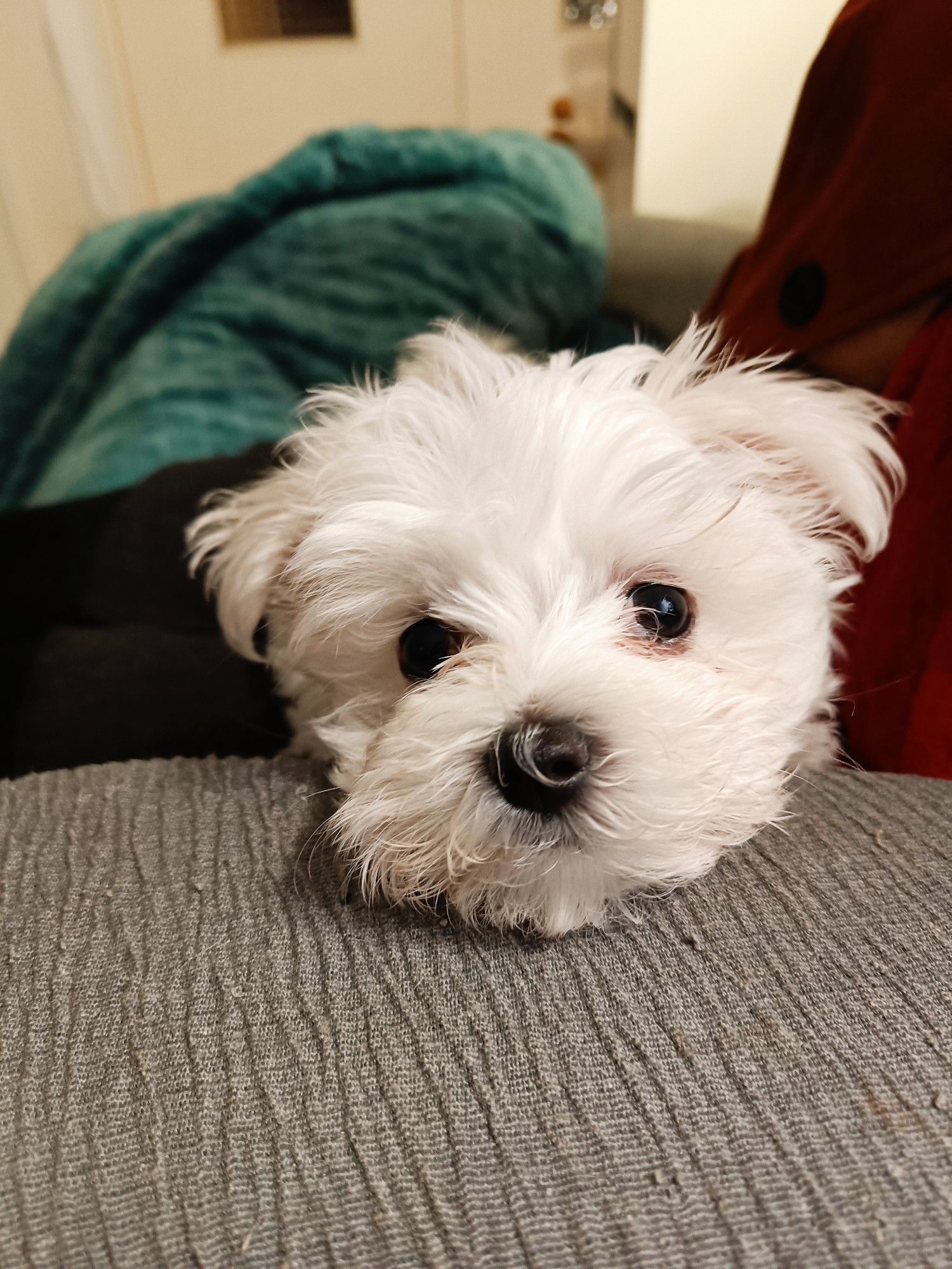 Bébé bichon maltais