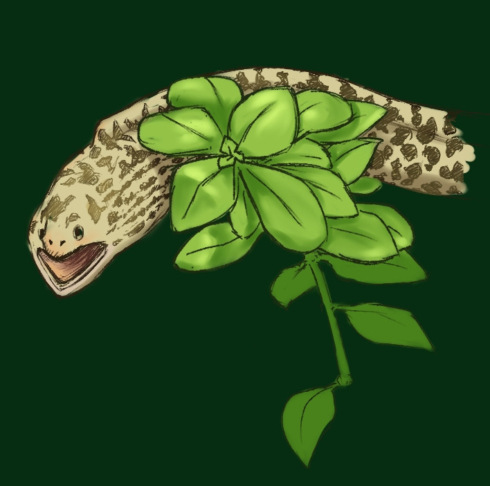 Drawing of my pet tiger moray eel poking out from behind a plant