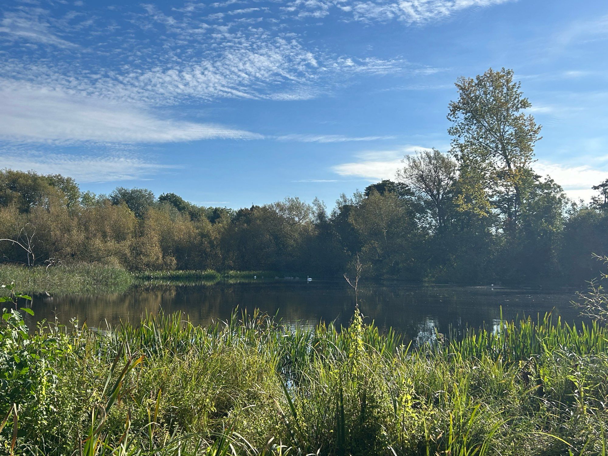 Lake, with reeds in foreground and trees, blue sky and white clouds in background. A family of swans (two adults, six cygnets) can just be seen on the other side of the lake.