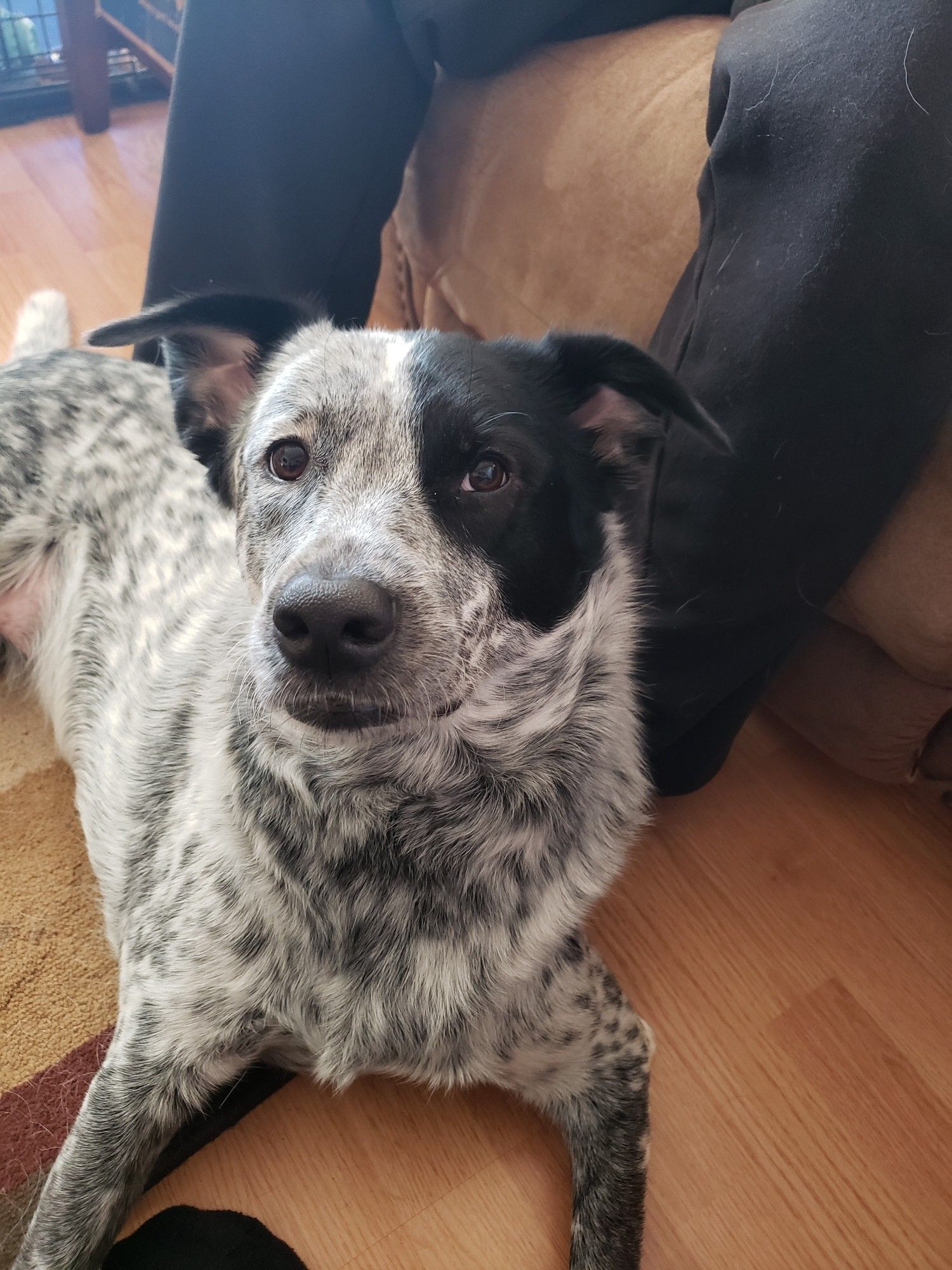 Jezebel, a pittie heeler chowchow mix dog with "gobbo ears." She is a gray/blue ticked dog with a black mask over her left eye and a black nose. Her ears are raised up and out to the side. She looks a little like a goblin.