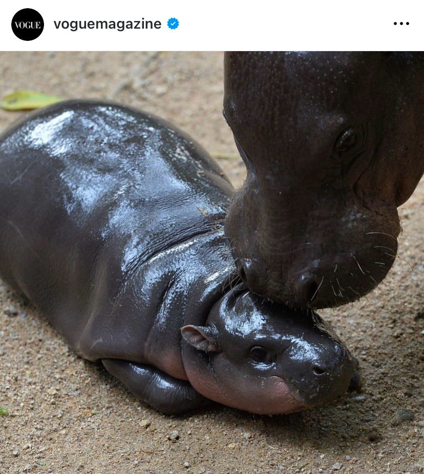 Instagram Post from Vogue Magazine 
Of beloved Pygmy Hippo Baby Moo Deng being loved on by his momma rubbing her snout on his forehead.