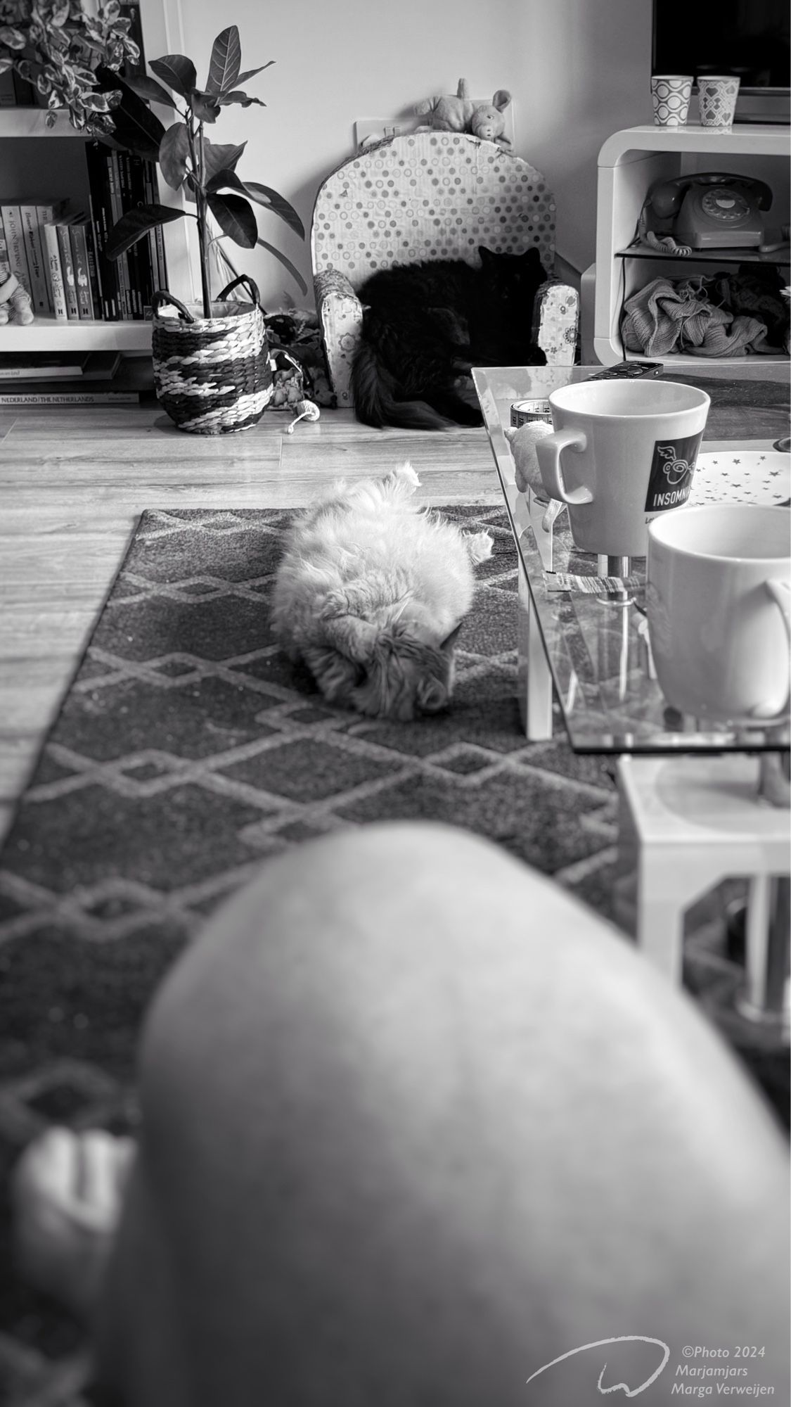 Monday at home, coffee mugs on the table, and a second cat now took its place laying on her back on the carpet in the living room. Cat from first picture now in the little chair.