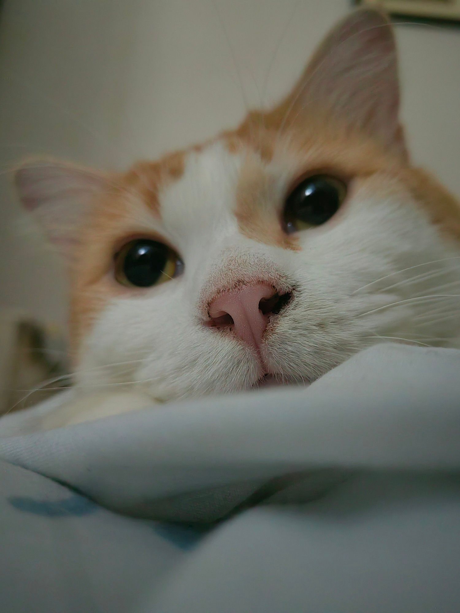 Dopey Markisa resting his chin on a folded sheet, probably day dreaming about humping his pillow girlfriend