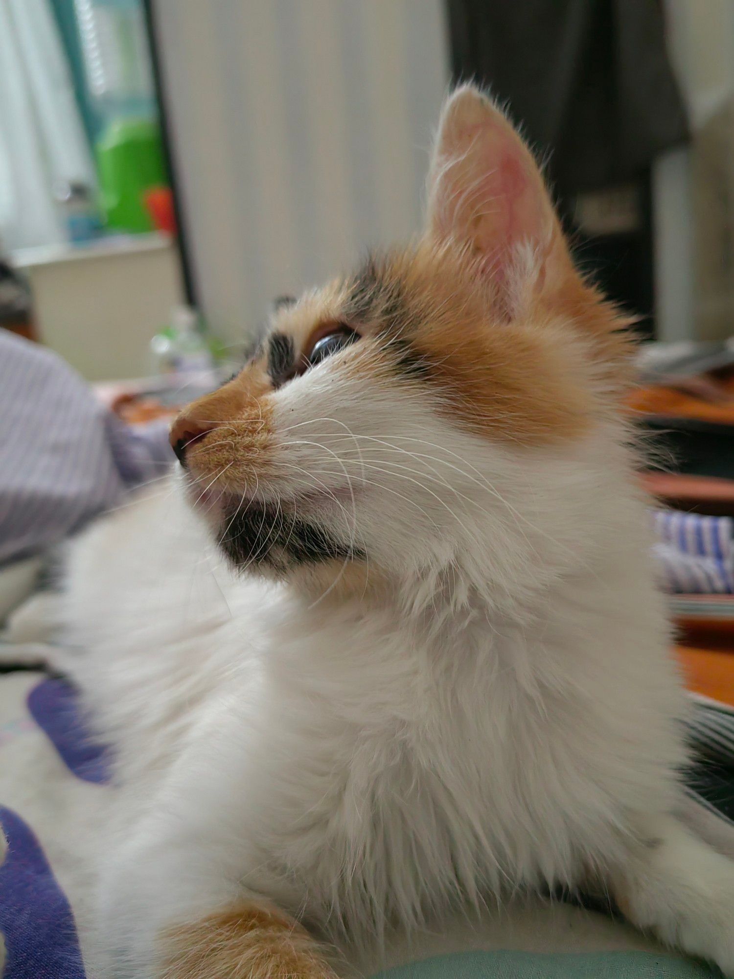 Side profile of Paiti, a calico kitten on a bed staring to the left, distracted as always