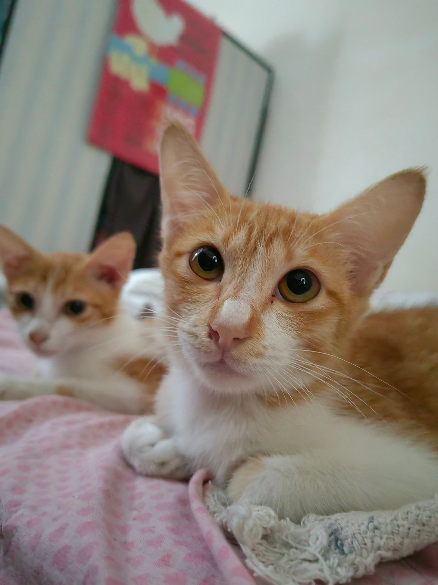 Orange kitten siblings, Sunkist and Marigold looking at the camera being all fotogenic