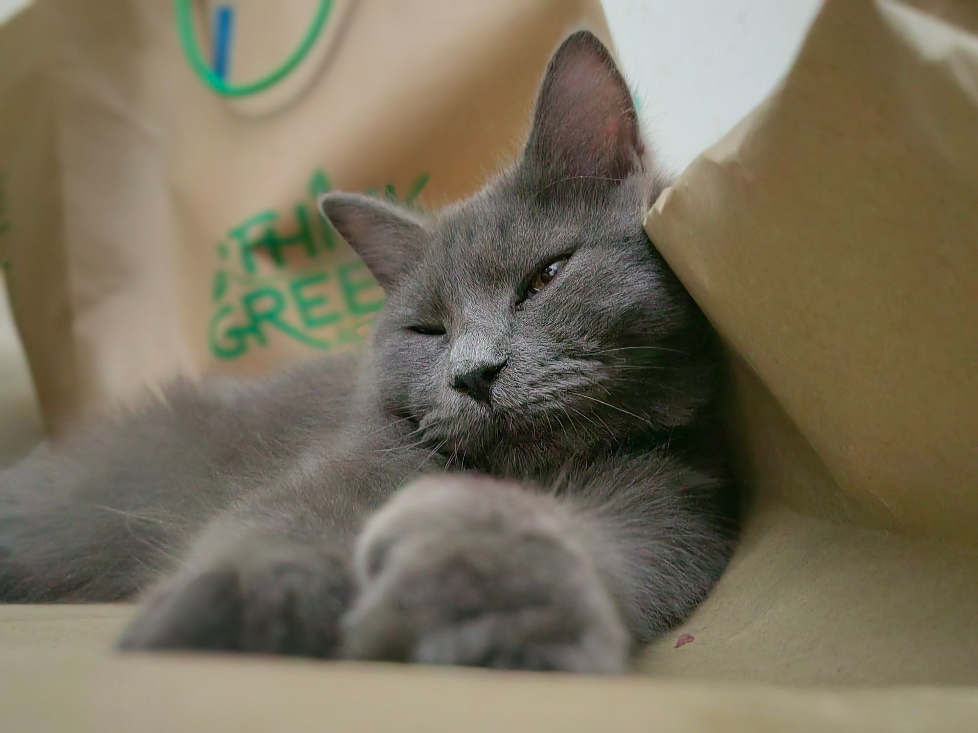 Big grey (blue) kitten and brown bag enthusiast - Bulan, lounging on a fresh, uncrumpled paper bag