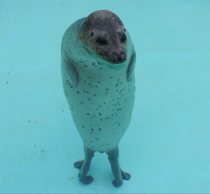 seal standing on 𝓯𝓻𝓮𝓪𝓴𝔂 flippers