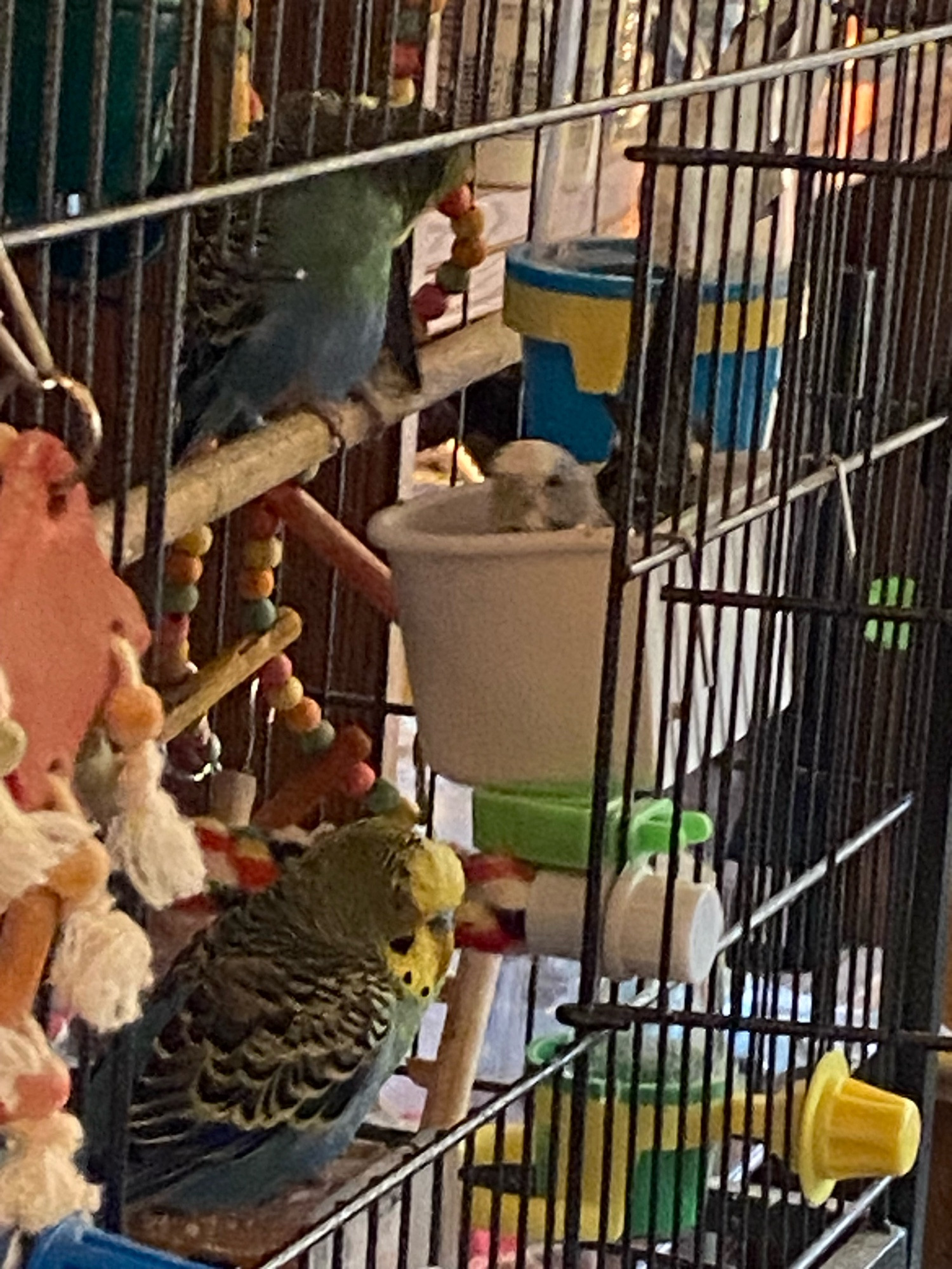 stupid bird in food dish