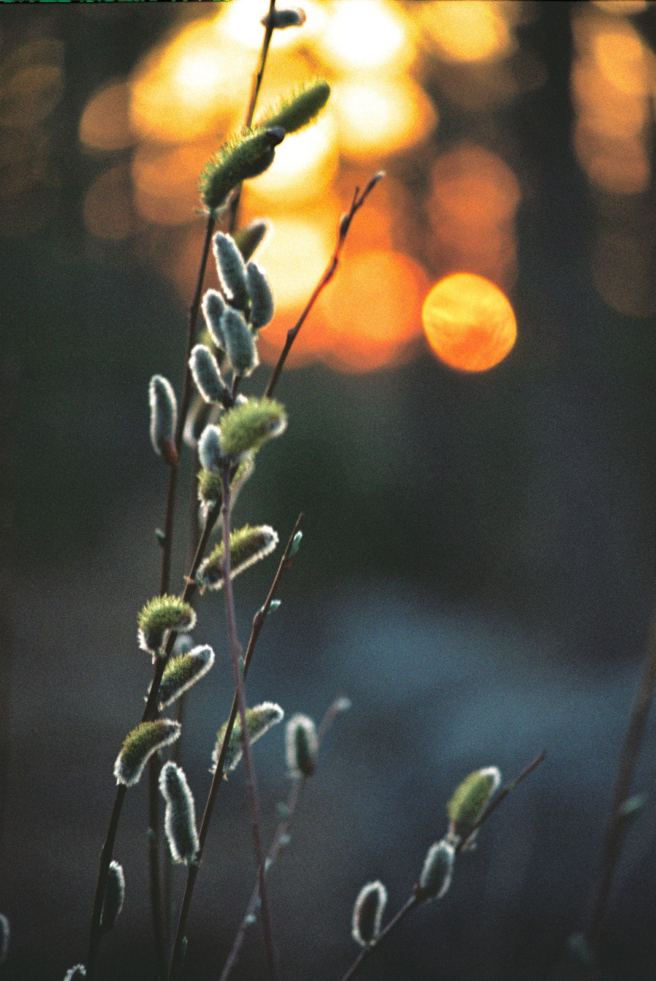 Tree branches in sunset