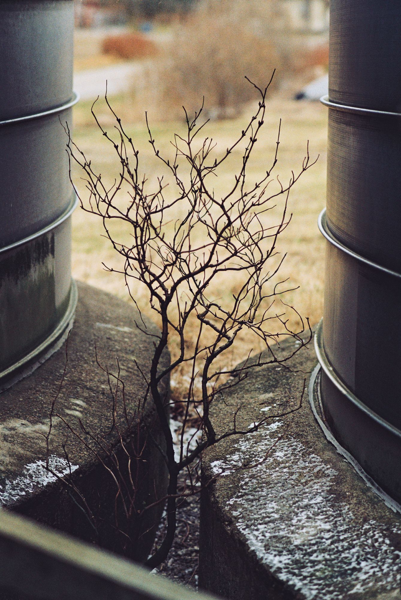 A shrub growing between silos