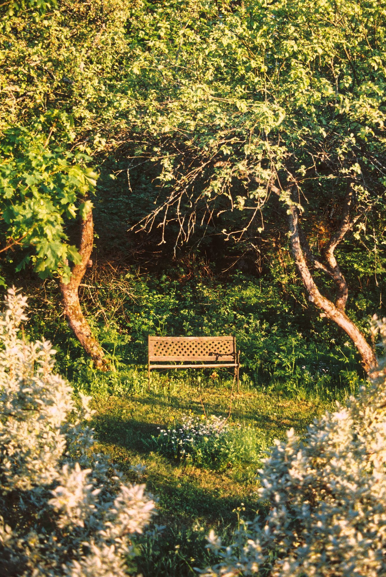 A bench surrounded by trees and bushes