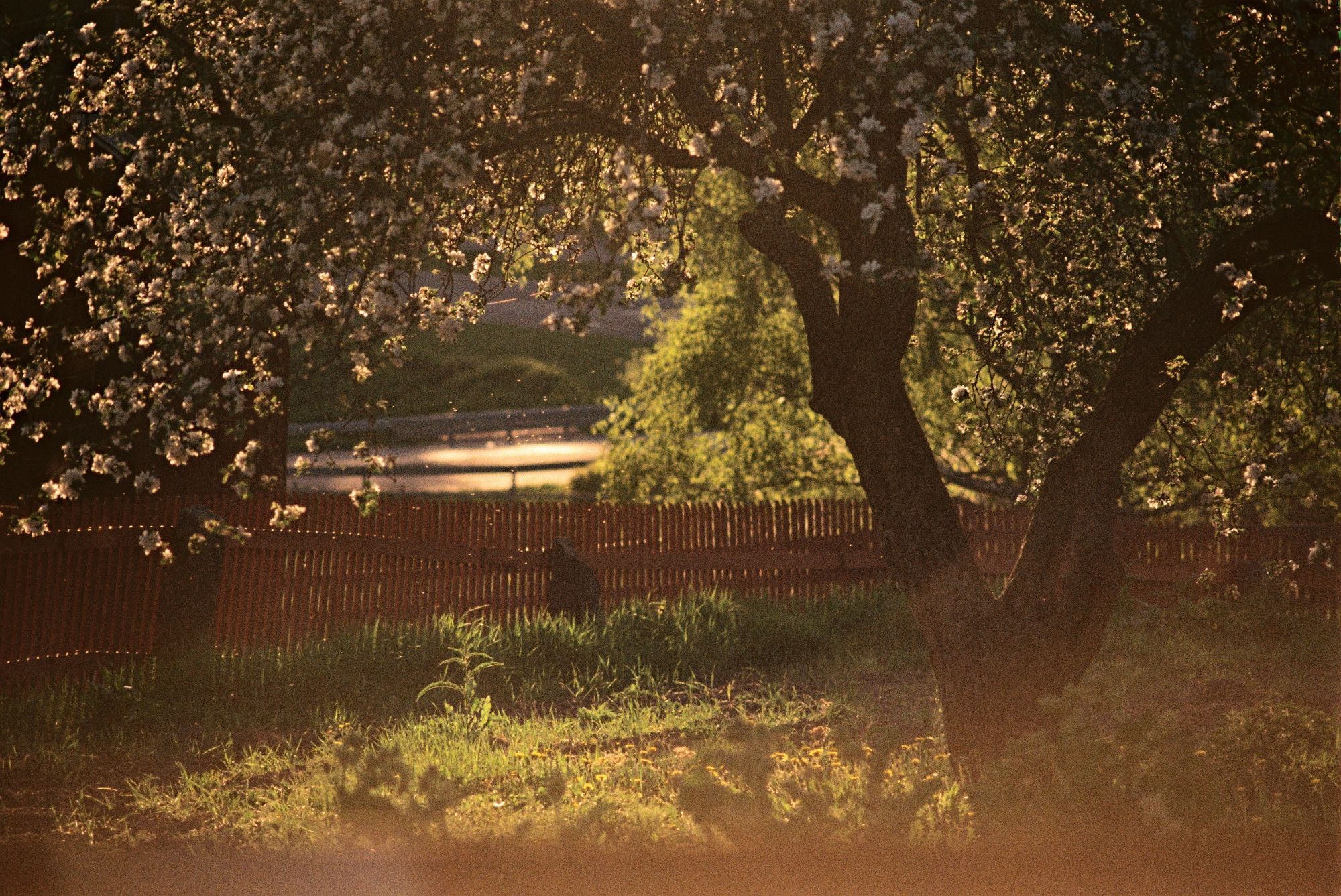 A backlit tree in a meadow