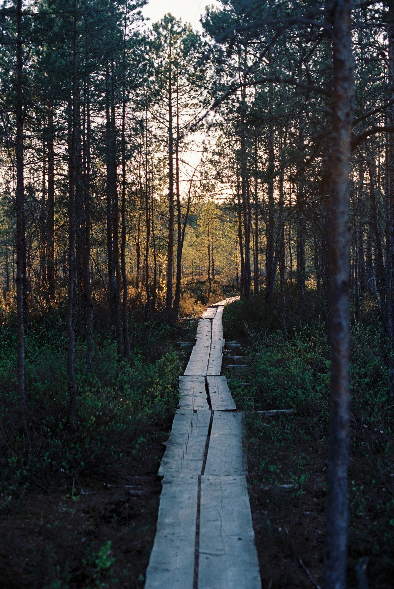 A wooden path going through marshes