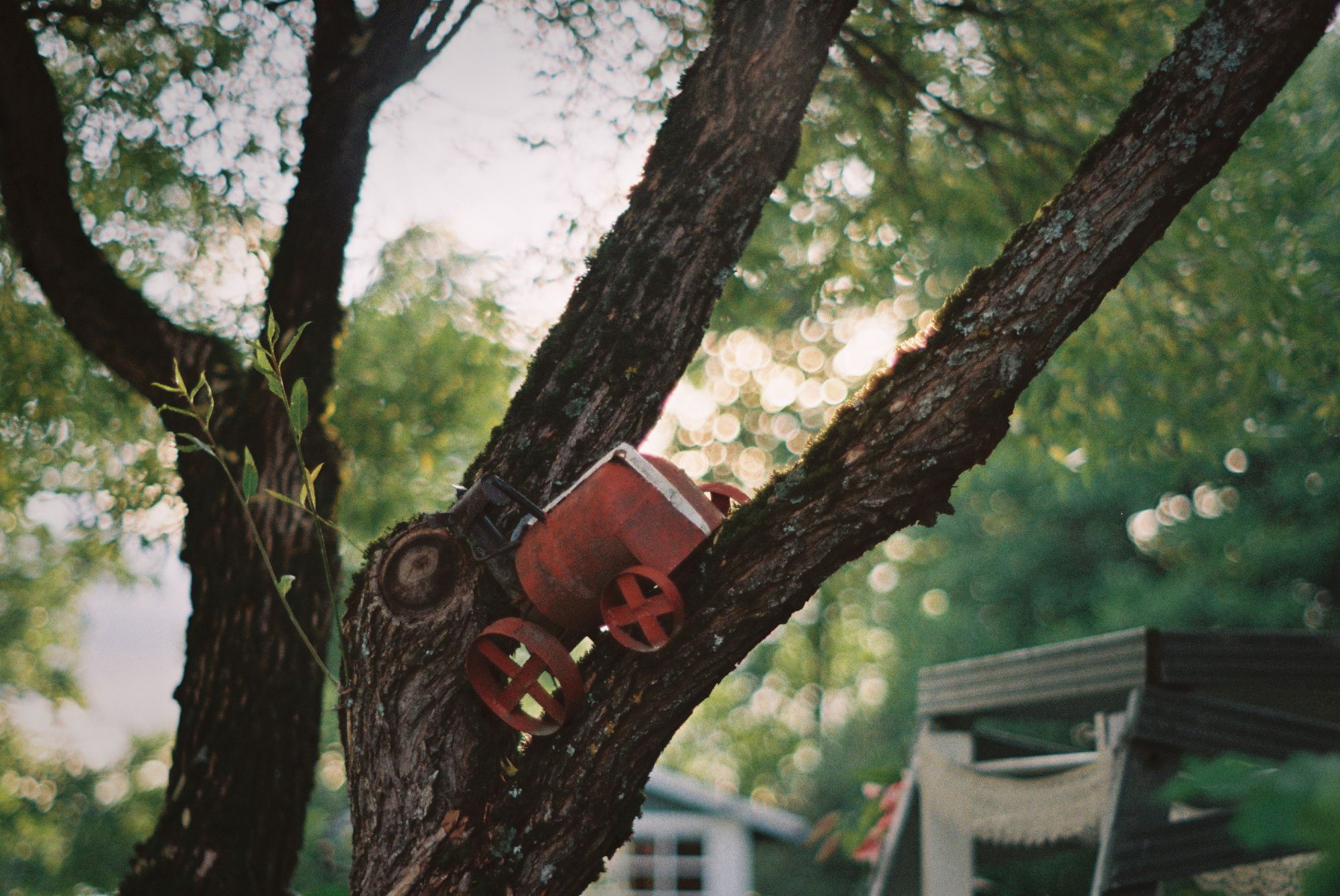 An old tractor toy sitting in a tree