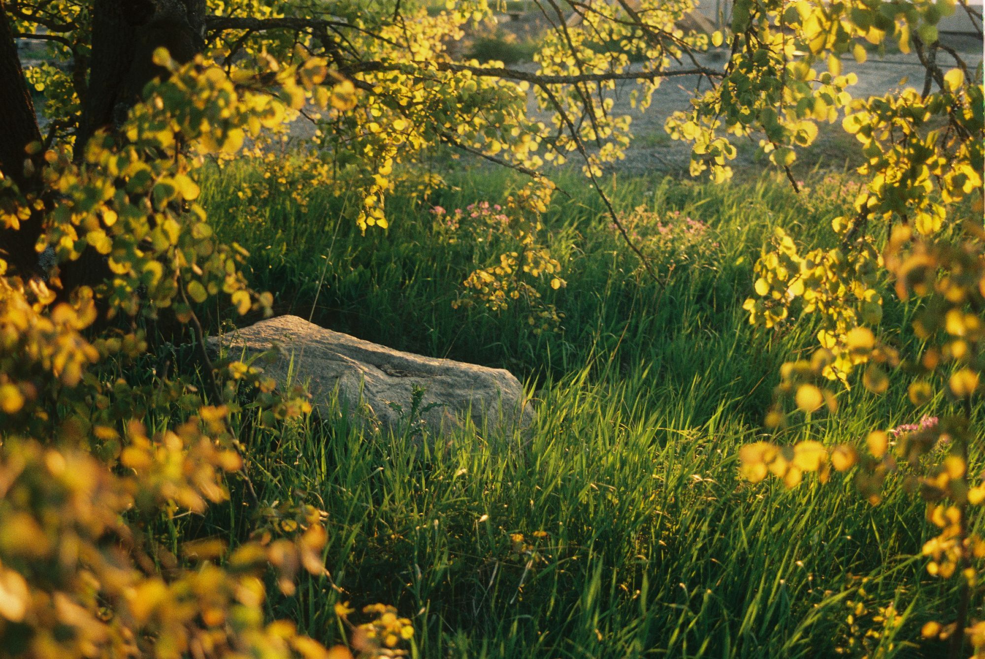 A rock surrounded by backlit leaves