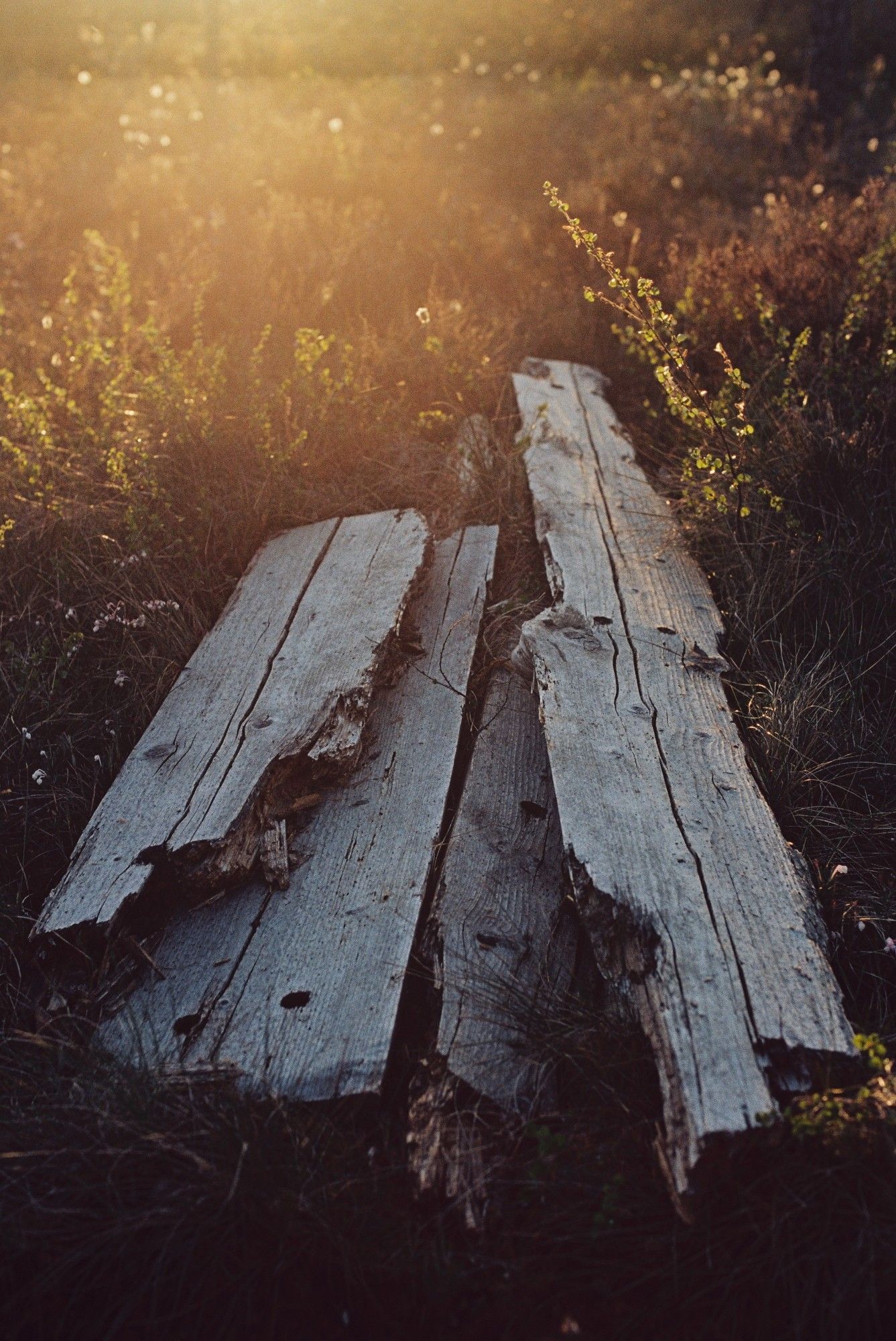 Old planks in the sunset