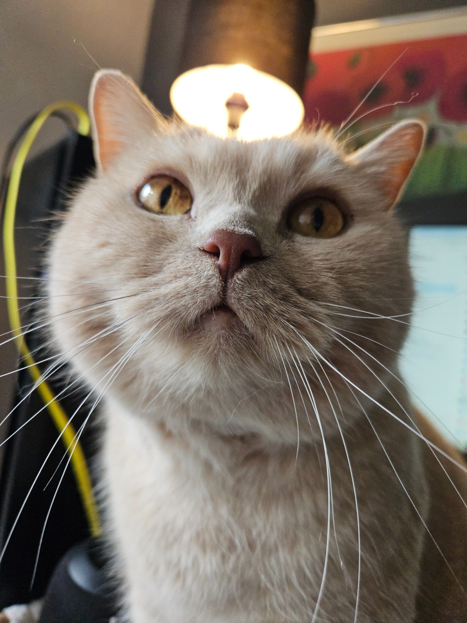 Mori, my cream British Shorthair cat, staring into the camera with his big orange eyes. A lamp is visible just over the top of his head, making it look like he's having a "lightbulb moment"