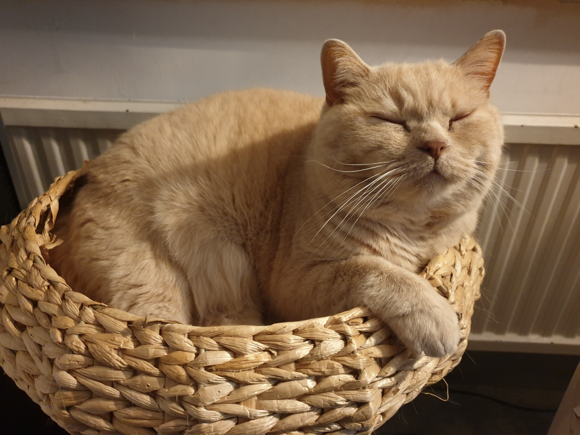 My cream British Shorthair cat Mori curled up in a woven water hyacinth basket. One of his paws is resting on its rim and his eyes are closed - he looks very comfy