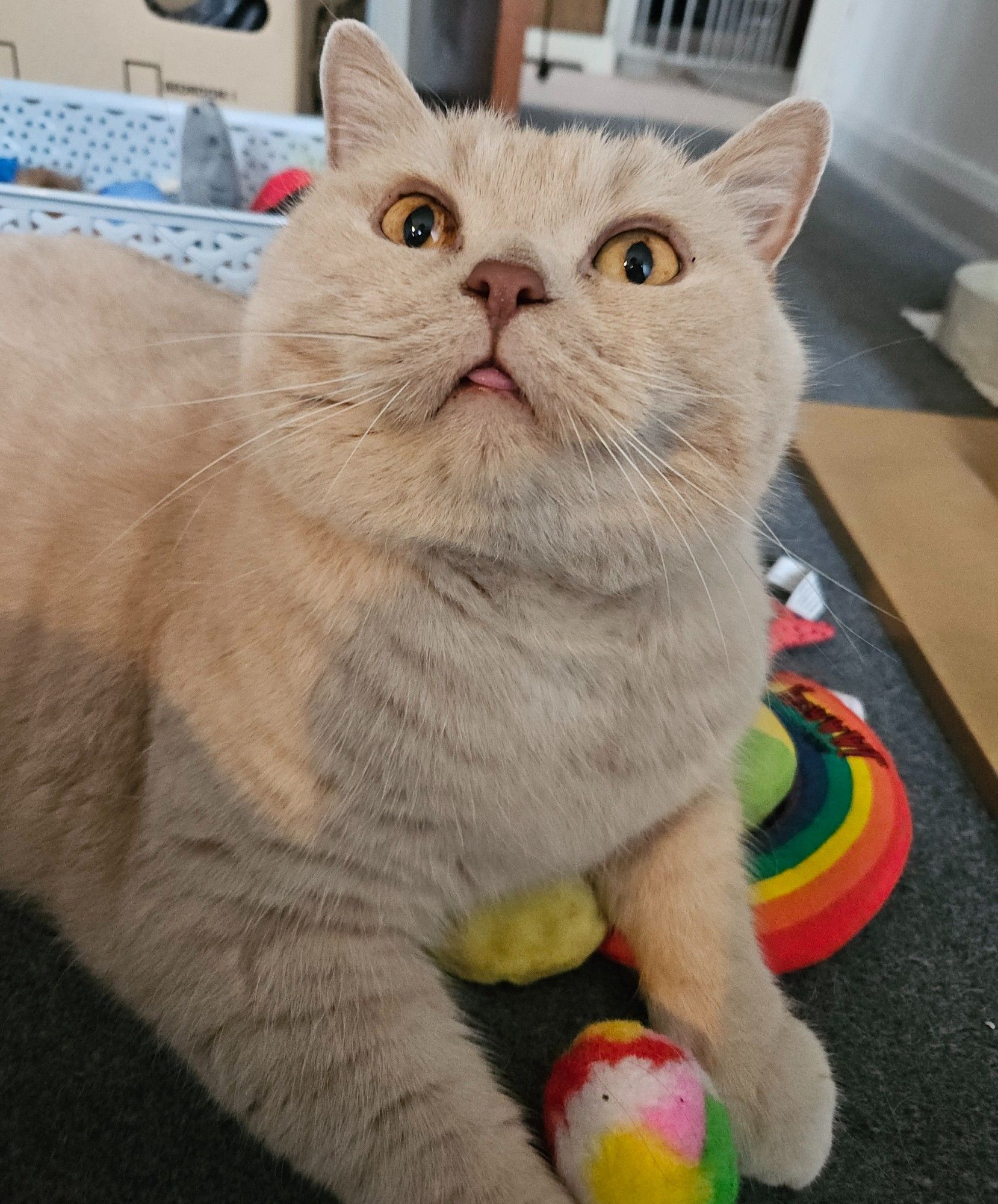 My cream British Shorthair cat Mori staring up just past the camera with his big orange eyes, looking especially head empty due to the prominent blep he is sporting. He's also sitting on a mound of cat toys, so is generally quite pleased with himself.