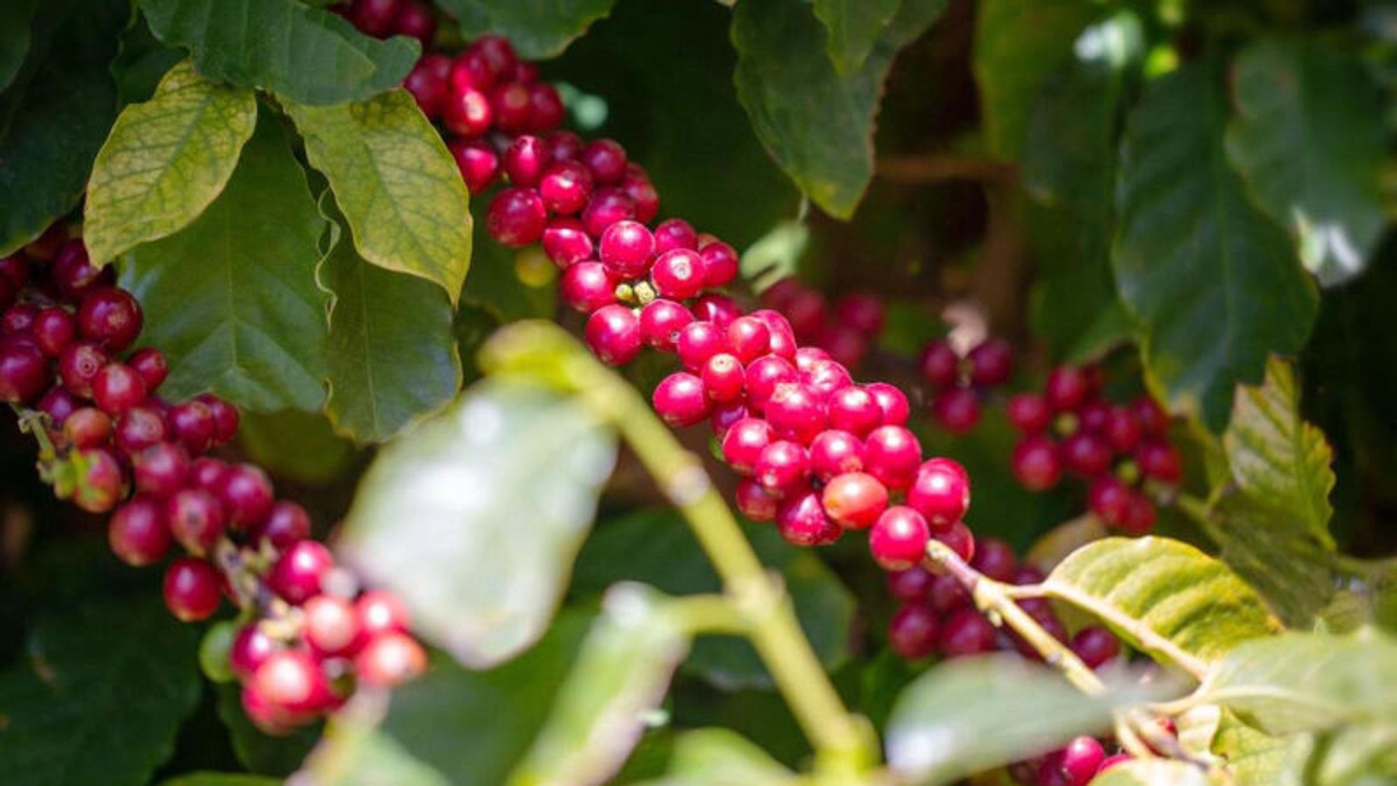 foto di Il caffè si coltiva in Sicilia e viene pure bene: il sorriso amaro del cambiamento climatico