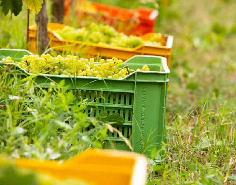 foto di Grandine e peronospora mettono in ginocchio la Franciacorta