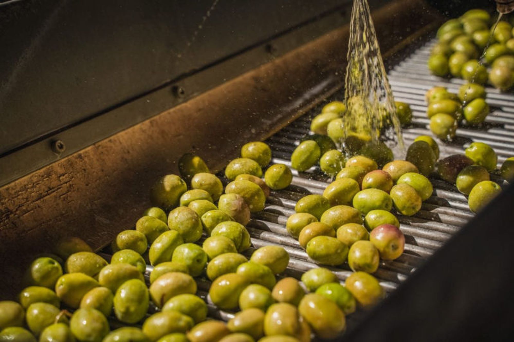 foto di Crolla la produzione di olio in Italia: nuovi aumenti in arrivo?