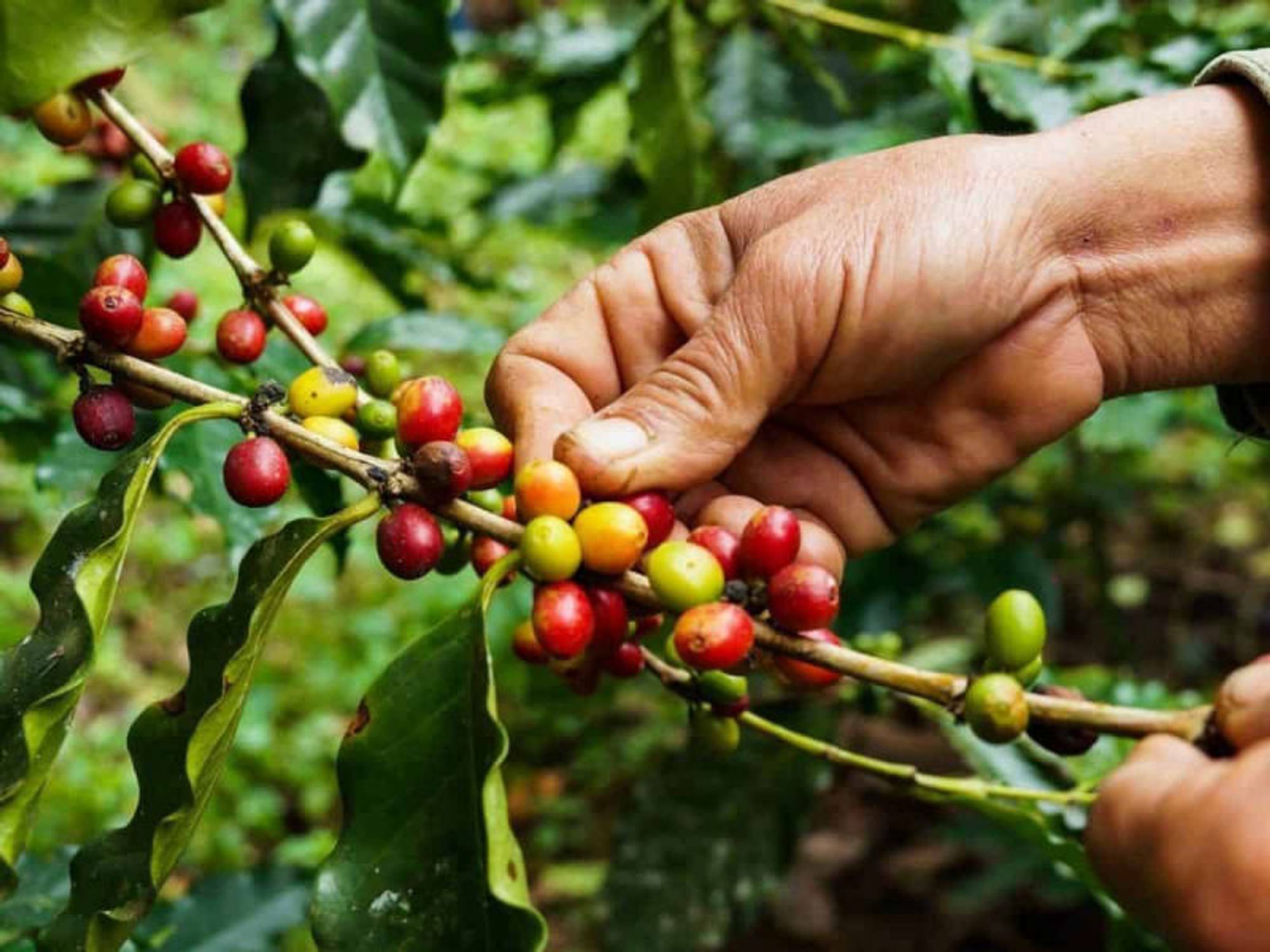 foto di Il caffè minacciato dal cambiamento climatico: parte il progetto "Mind the coffee cup" per un futuro sostenibile