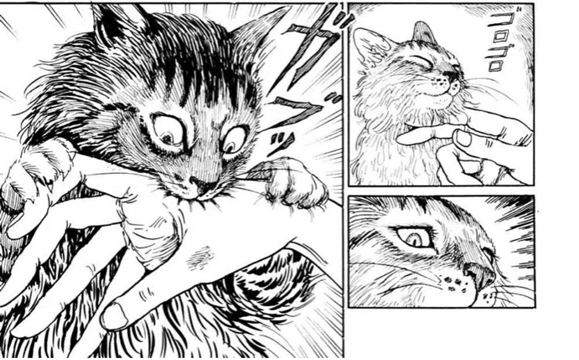 A three panel screenshot from Juni Ito's Cat Diary. Reading right to left, the first panel shows a cat with its chin being stroked and a contented expression. The third panel has a close up of the cat's face with a sudden change of intensity. In the final panel, the cat is biting the hand that was just petting it moments before.