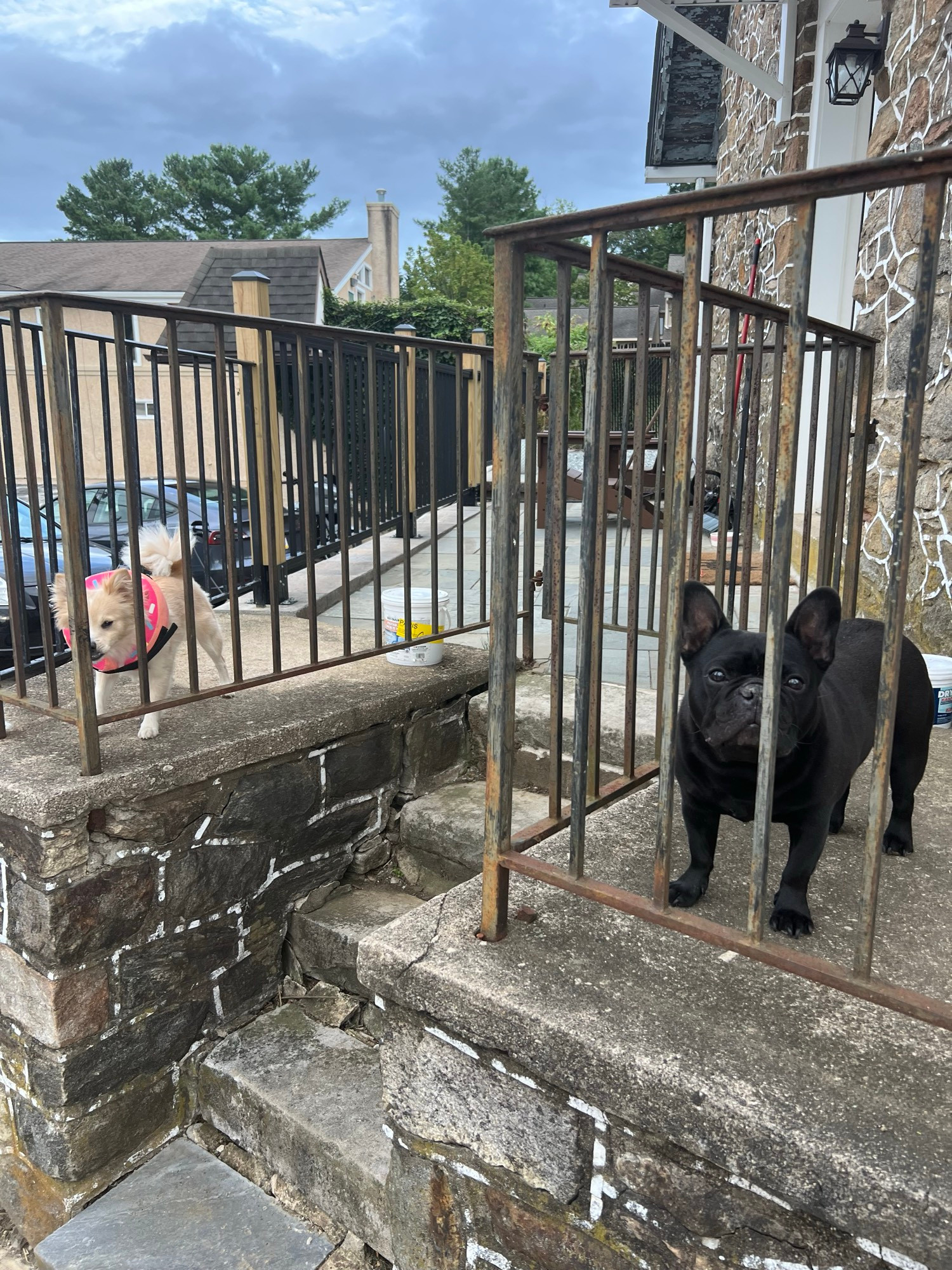A black french bulldog and another kind of small dog behind a fence. The non-frenchie was growling at me in an entirely un-menacing way.