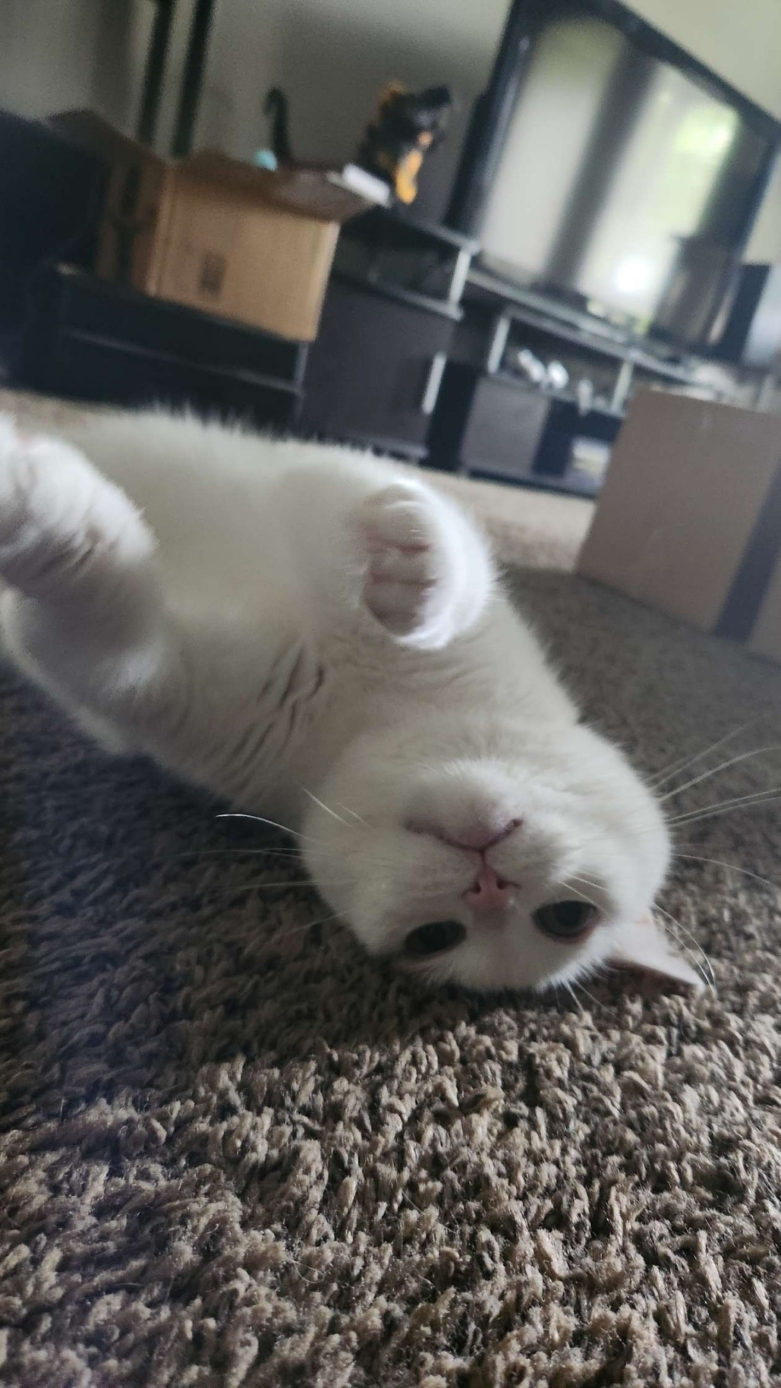 Lira. (Cat) Upside down on carpet.