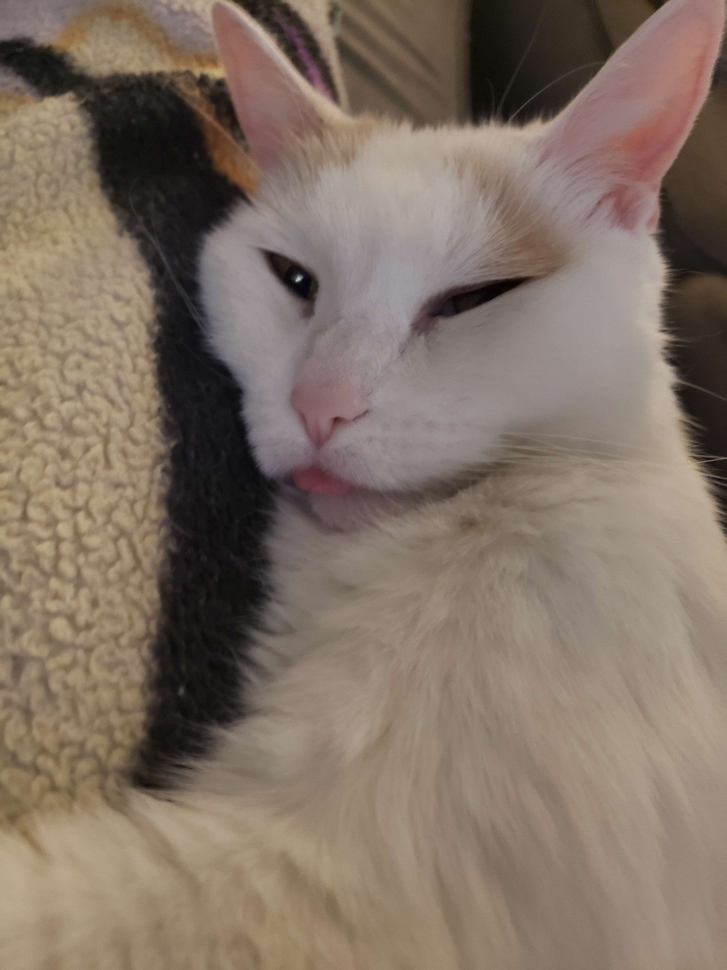 Lira (white cat) with her tongue out 